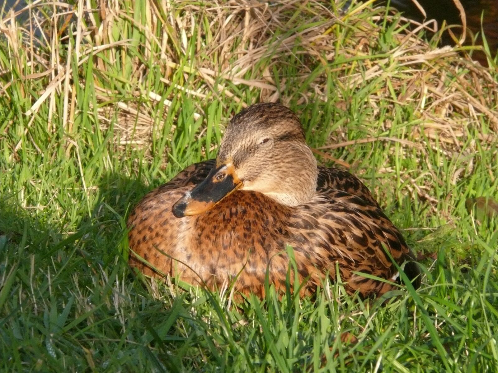 Panasonic DMC-FZ50 sample photo. Duck, female, bird photography