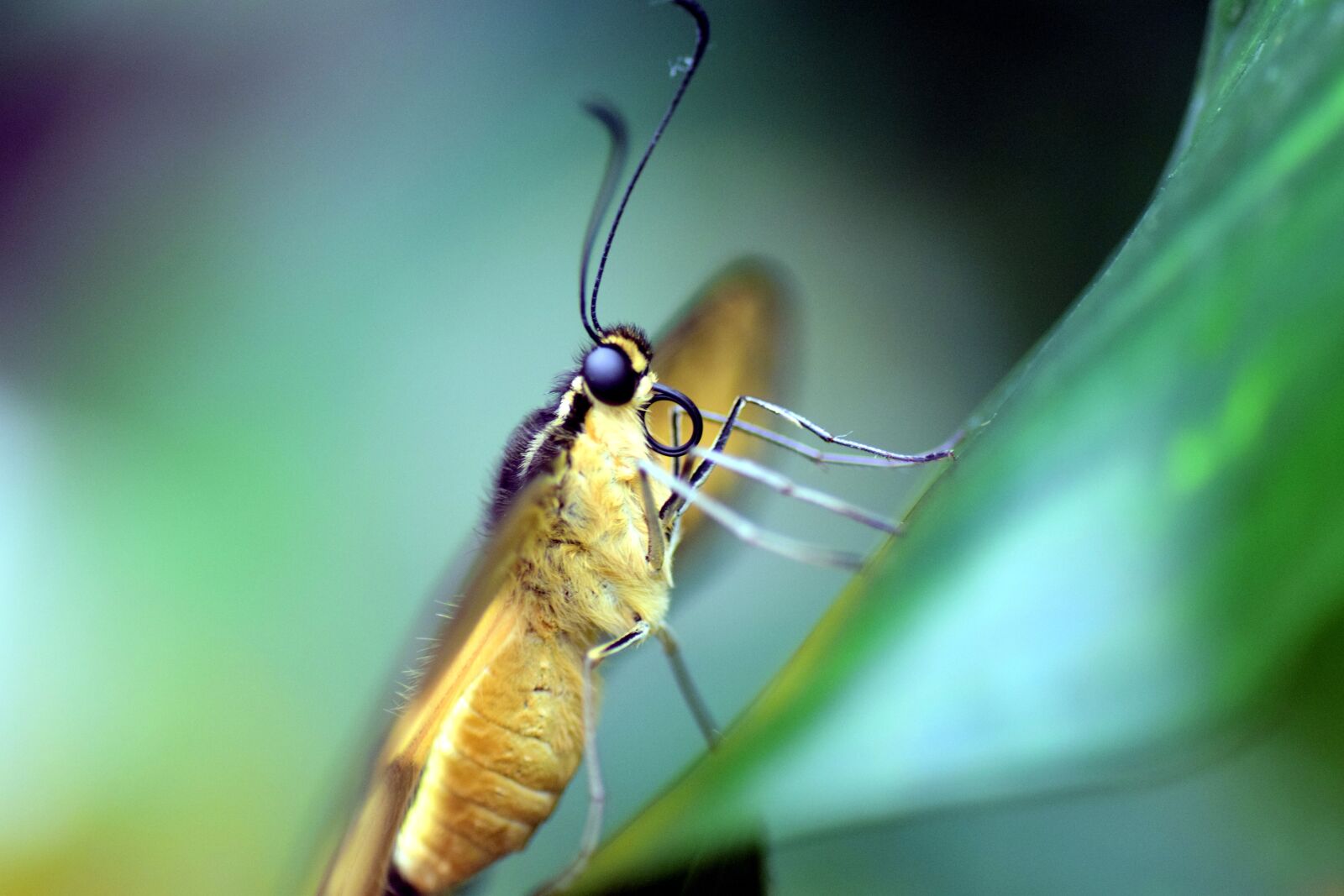Nikon D3300 sample photo. Dovetail, papilio machaon, butterfly photography