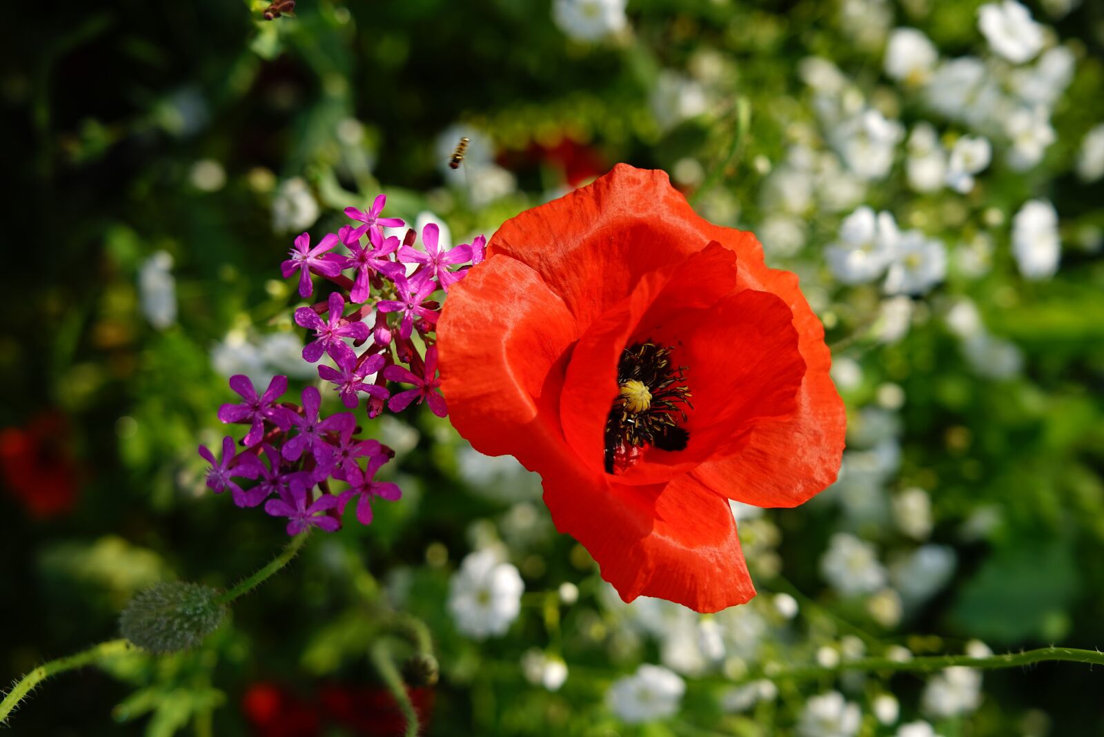 Sony FE 24-105mm F4 G OSS sample photo. Poppy, butterfly, smmer photography