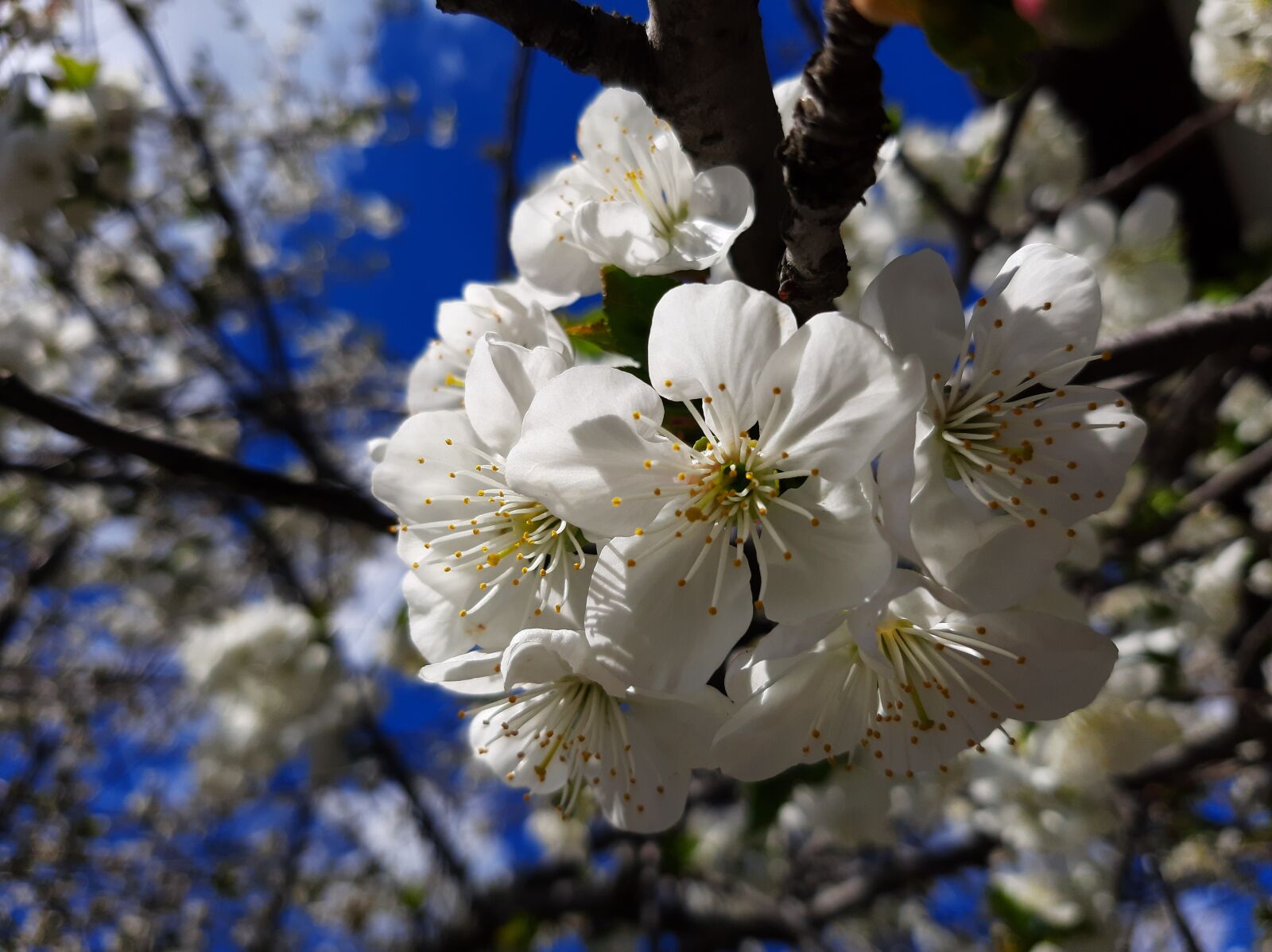 Samsung Galaxy A50 sample photo. Spring, flowers, sky photography