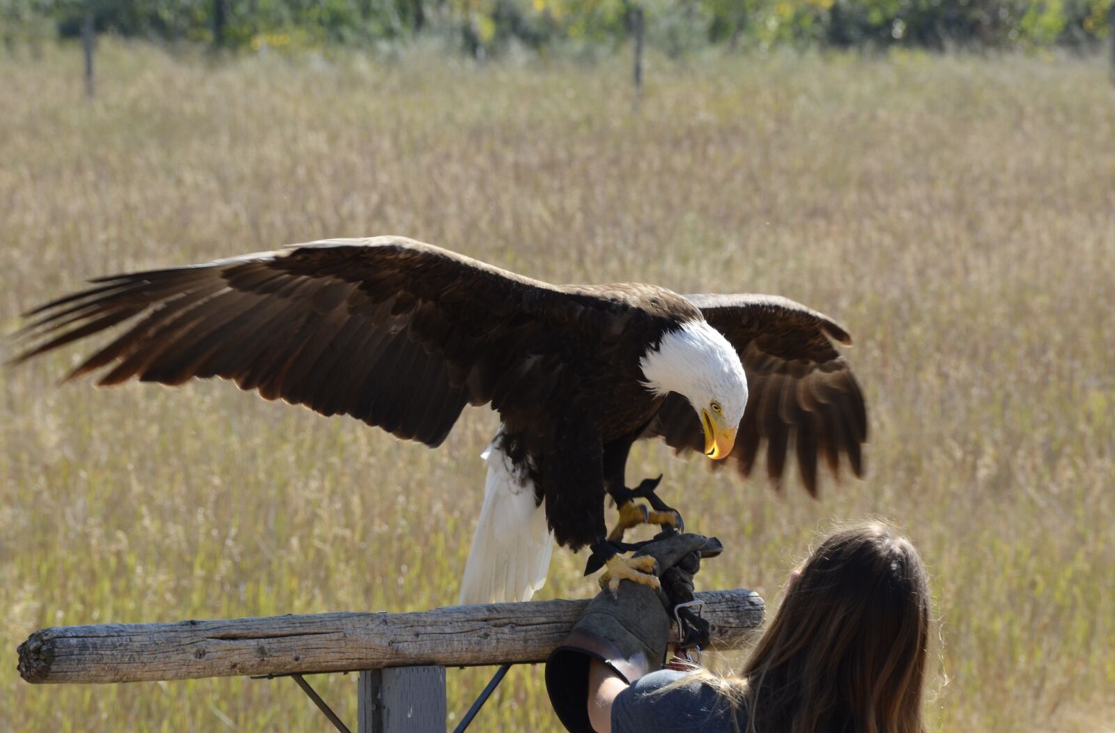 Nikon AF-S DX Nikkor 18-200mm F3.5-5.6G ED VR II sample photo. Bald, eagle, bird, bird photography