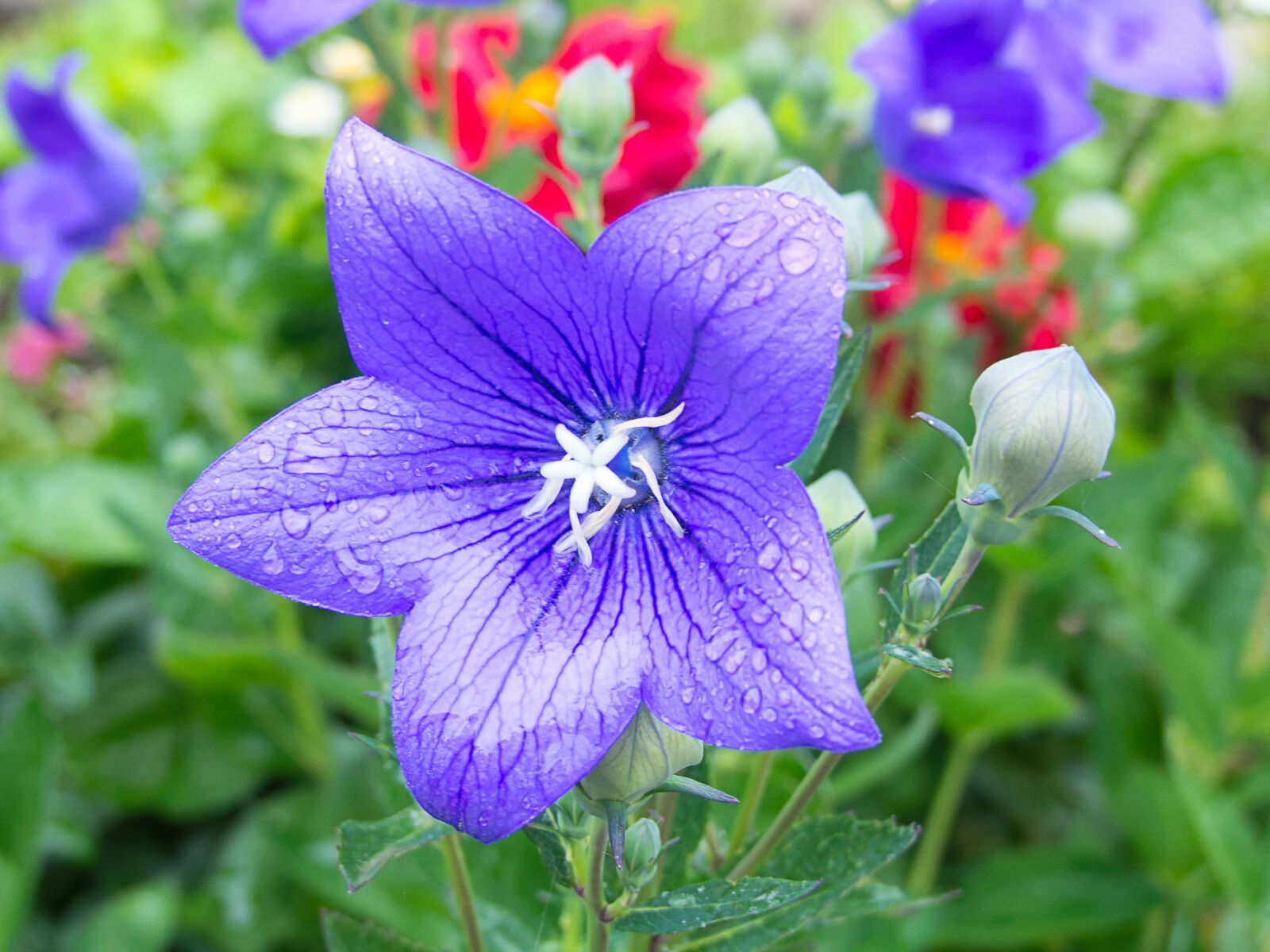 Panasonic Lumix DMC-FZ200 sample photo. Balloon flower, blue, close photography