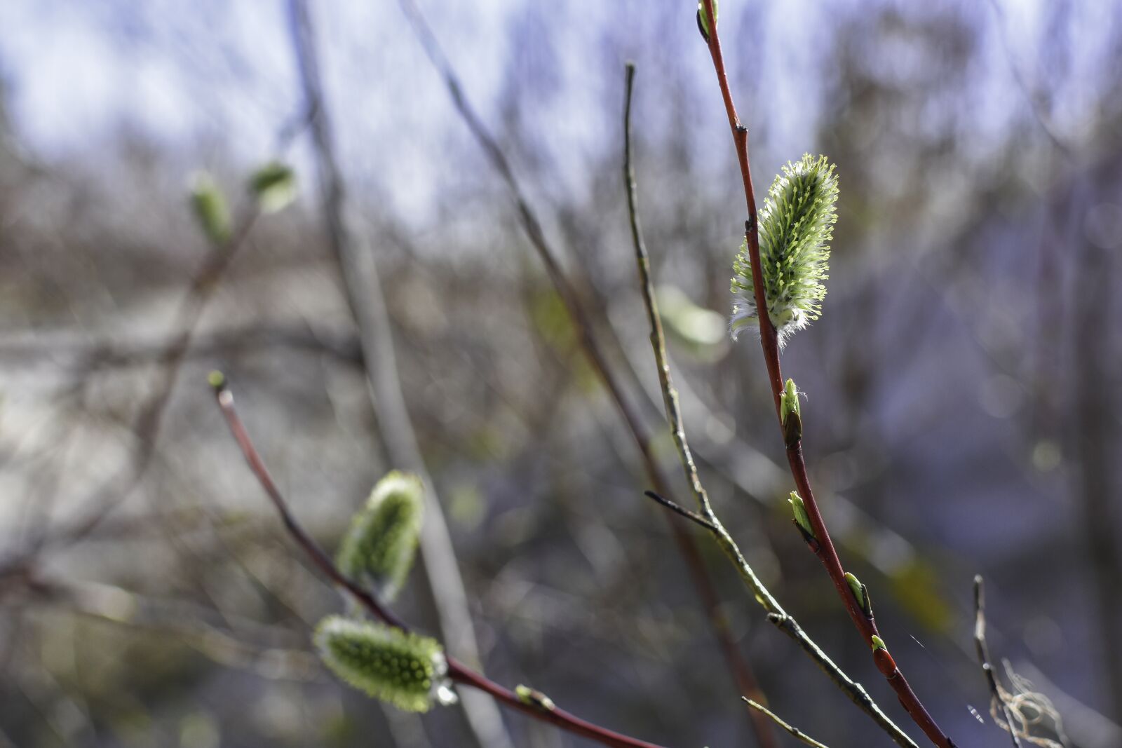 Nikon D7200 sample photo. Catkin, bud, nature photography