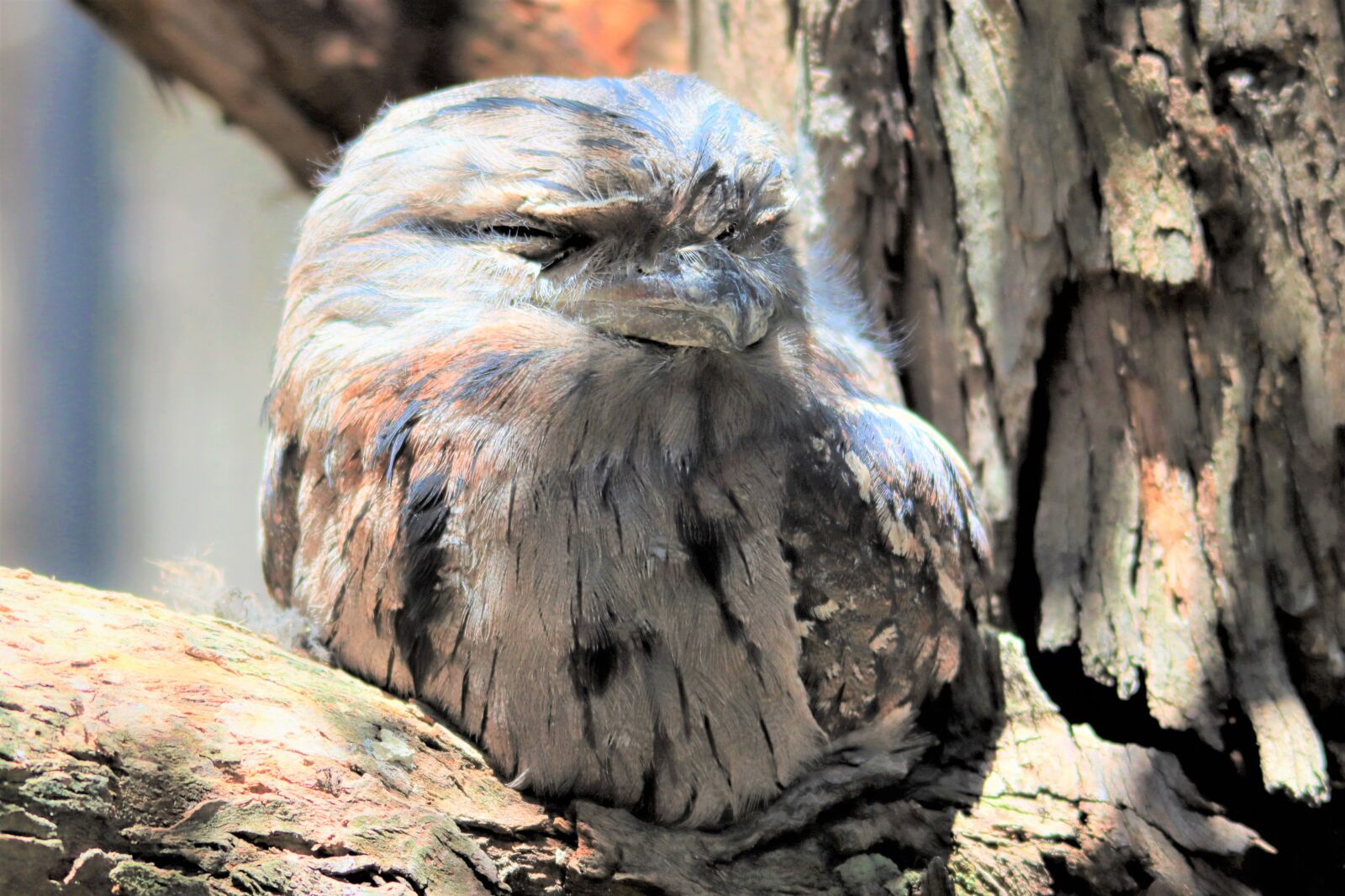 Canon EOS 90D sample photo. Australian, tawny frogmouth, camouflage photography