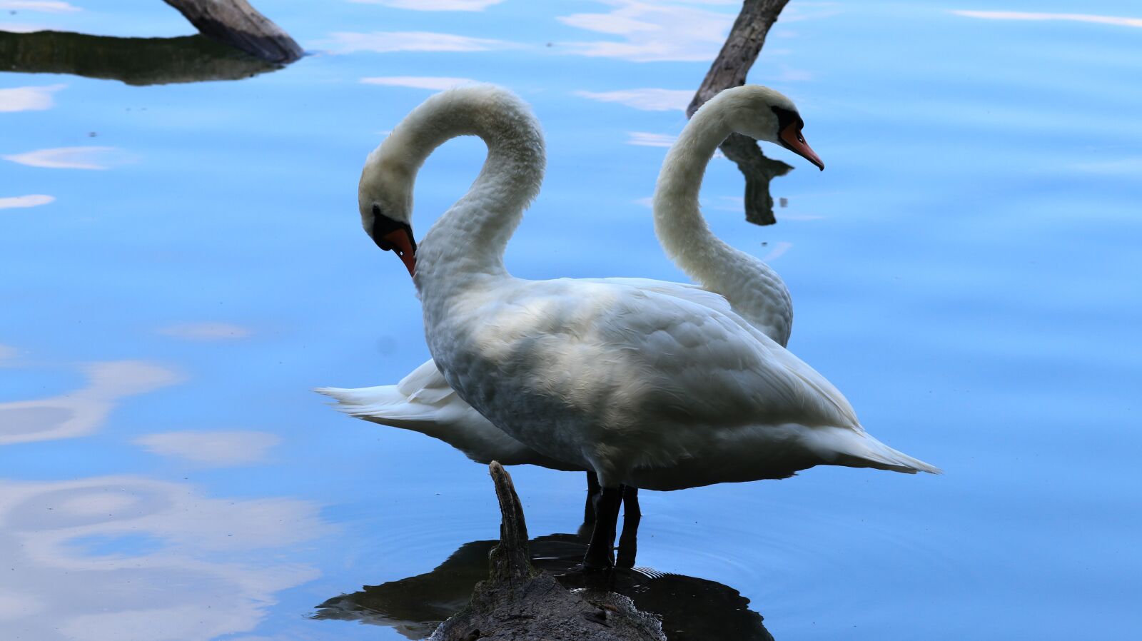 150-600mm F5-6.3 DG OS HSM | Contemporary 015 sample photo. Swans, bank, lake photography