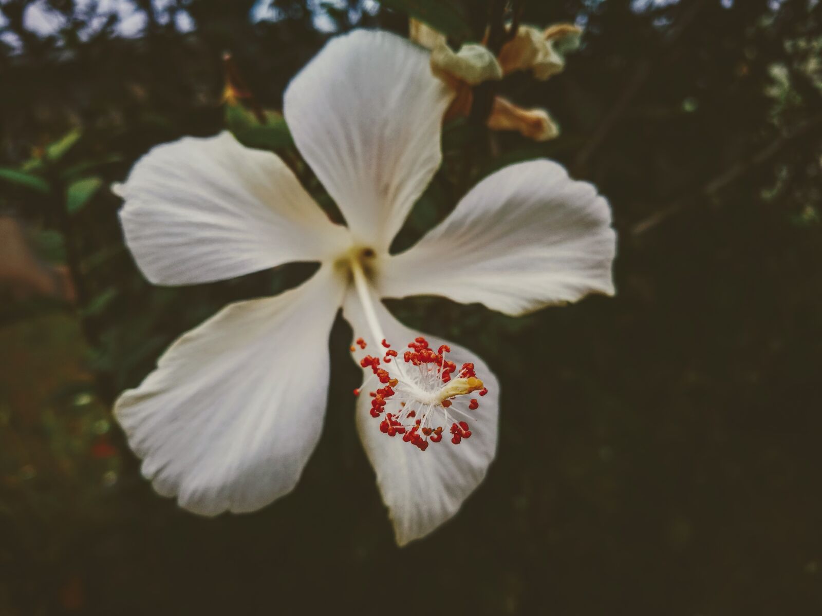 HUAWEI P9 sample photo. White flower, nature, petals photography