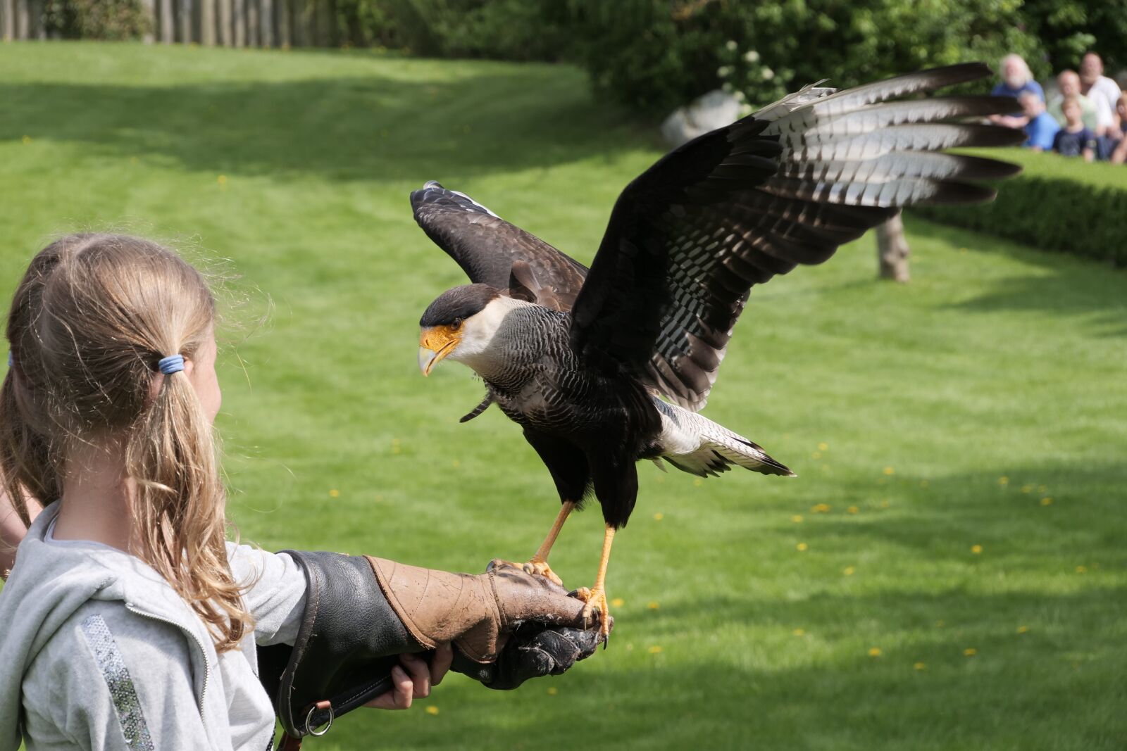 Panasonic Lumix DC-G9 sample photo. Flugshow, caracara, birds photography