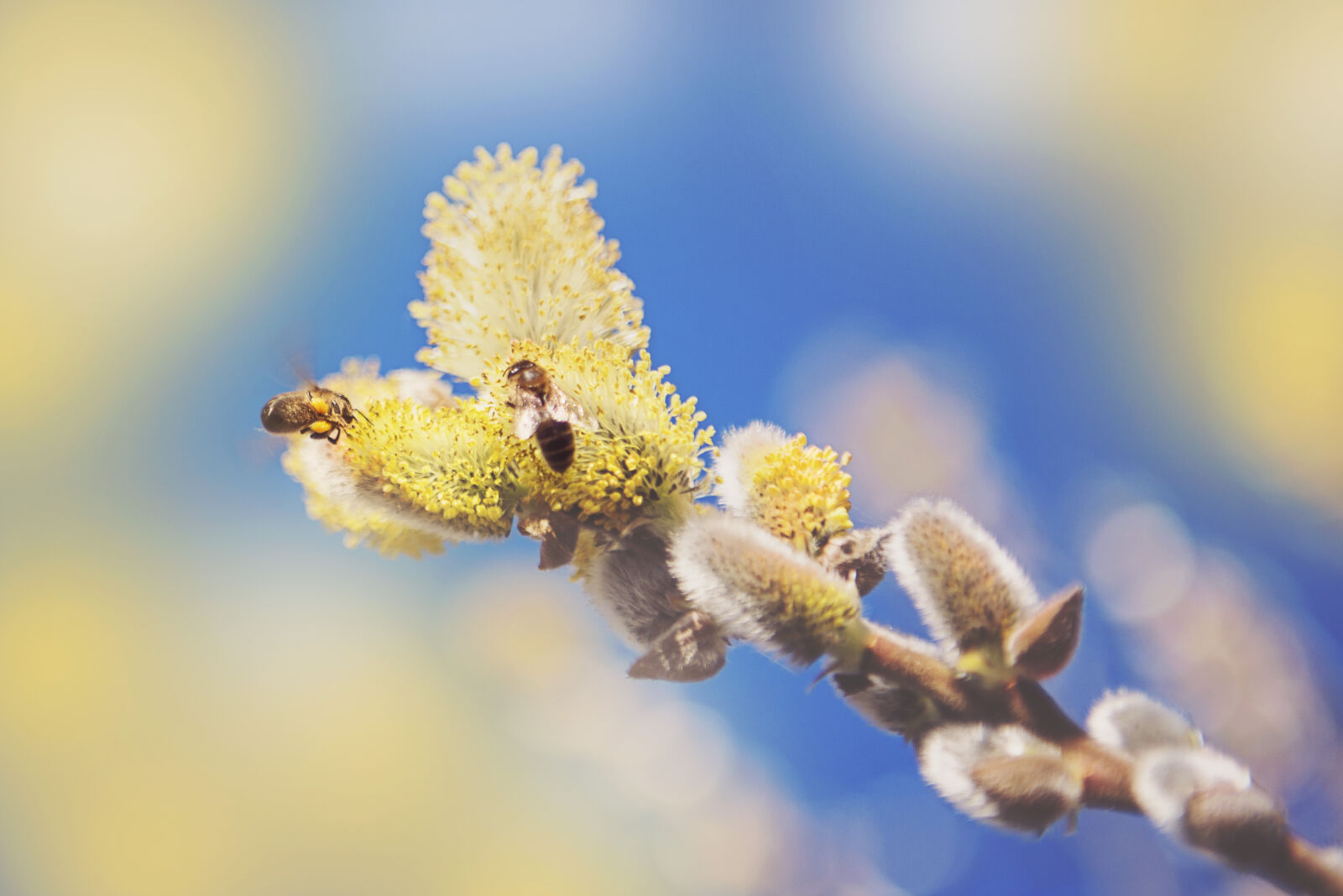 Nikon D800 sample photo. Bees, blur, close, up photography