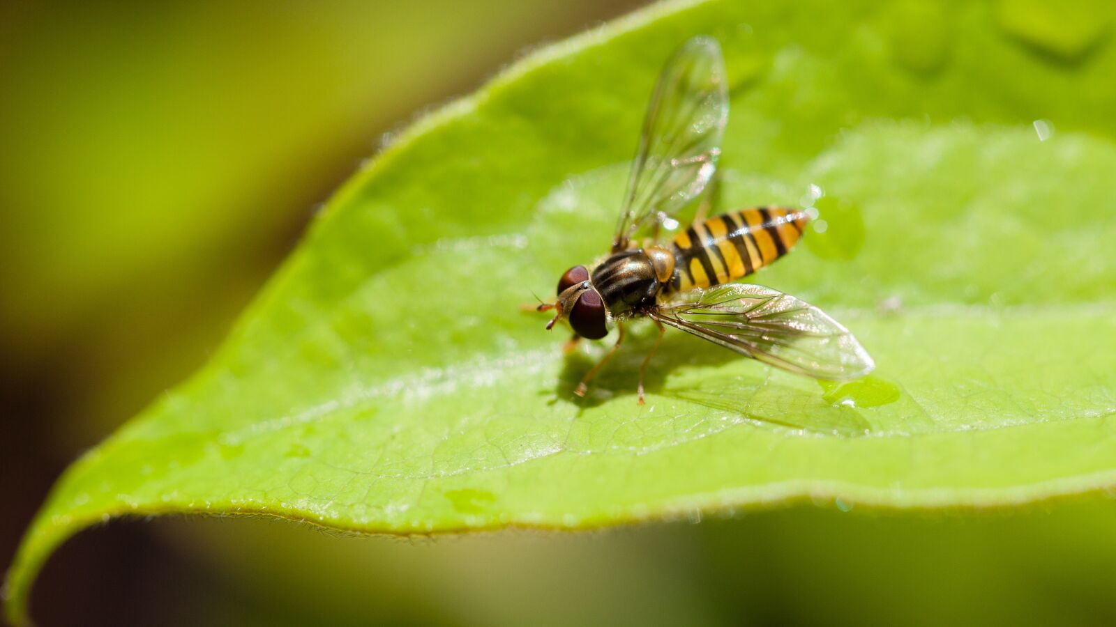 Canon EOS 5D Mark II + Canon EF 100mm F2.8 Macro USM sample photo. Insect, fly, leaf photography