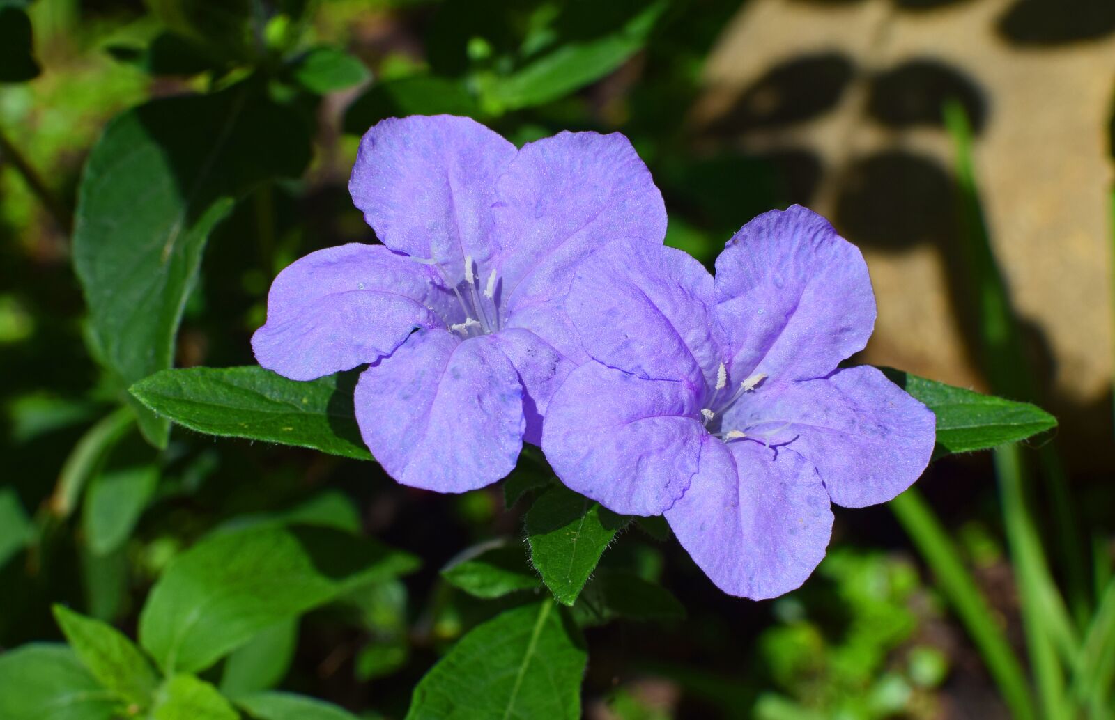 Nikon D3300 sample photo. Wild petunia, petunia, nature photography