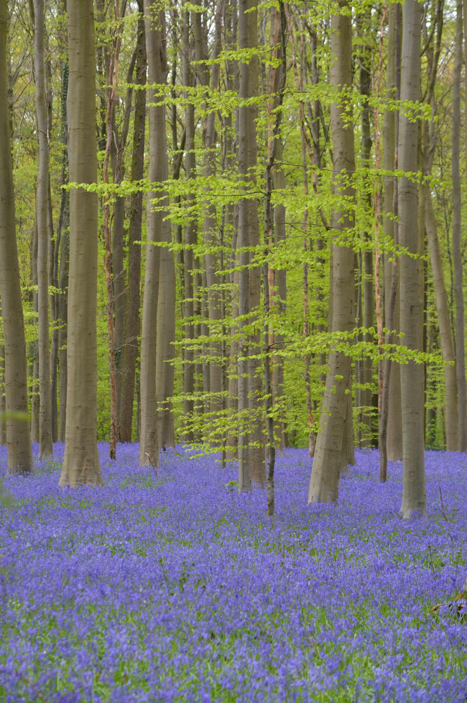 Nikon D5200 sample photo. Nature, forest, hallerbos photography