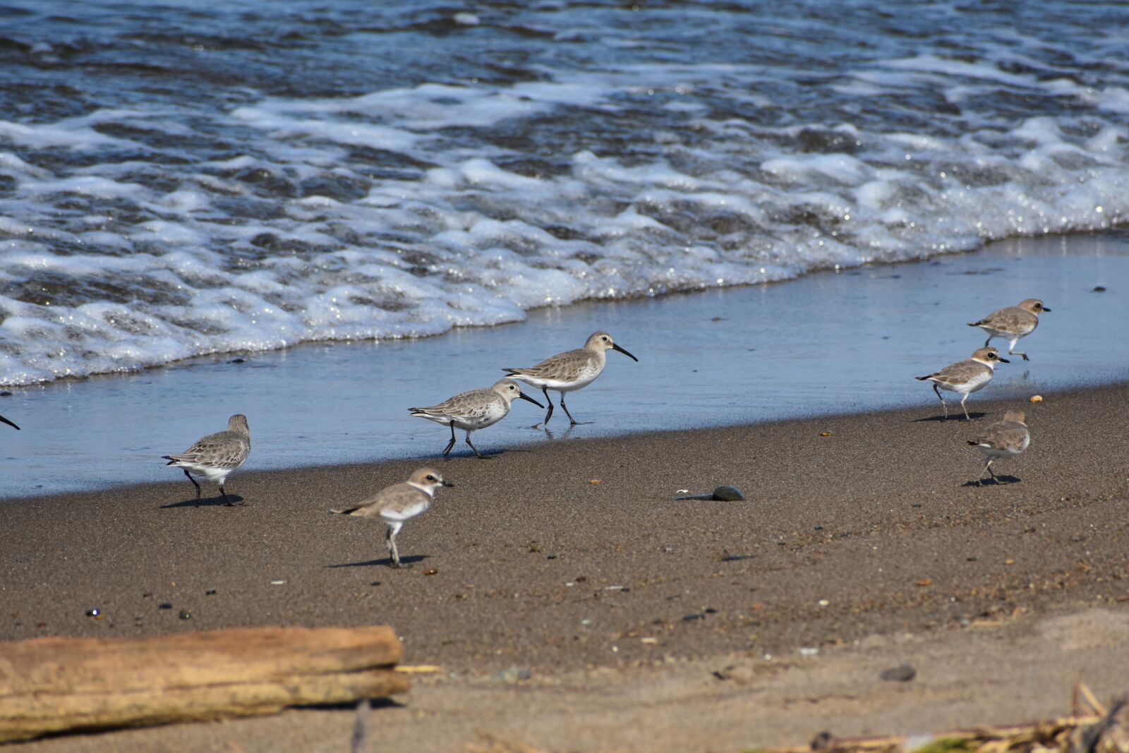 Nikon D7200 sample photo. Animal, sea, beach photography