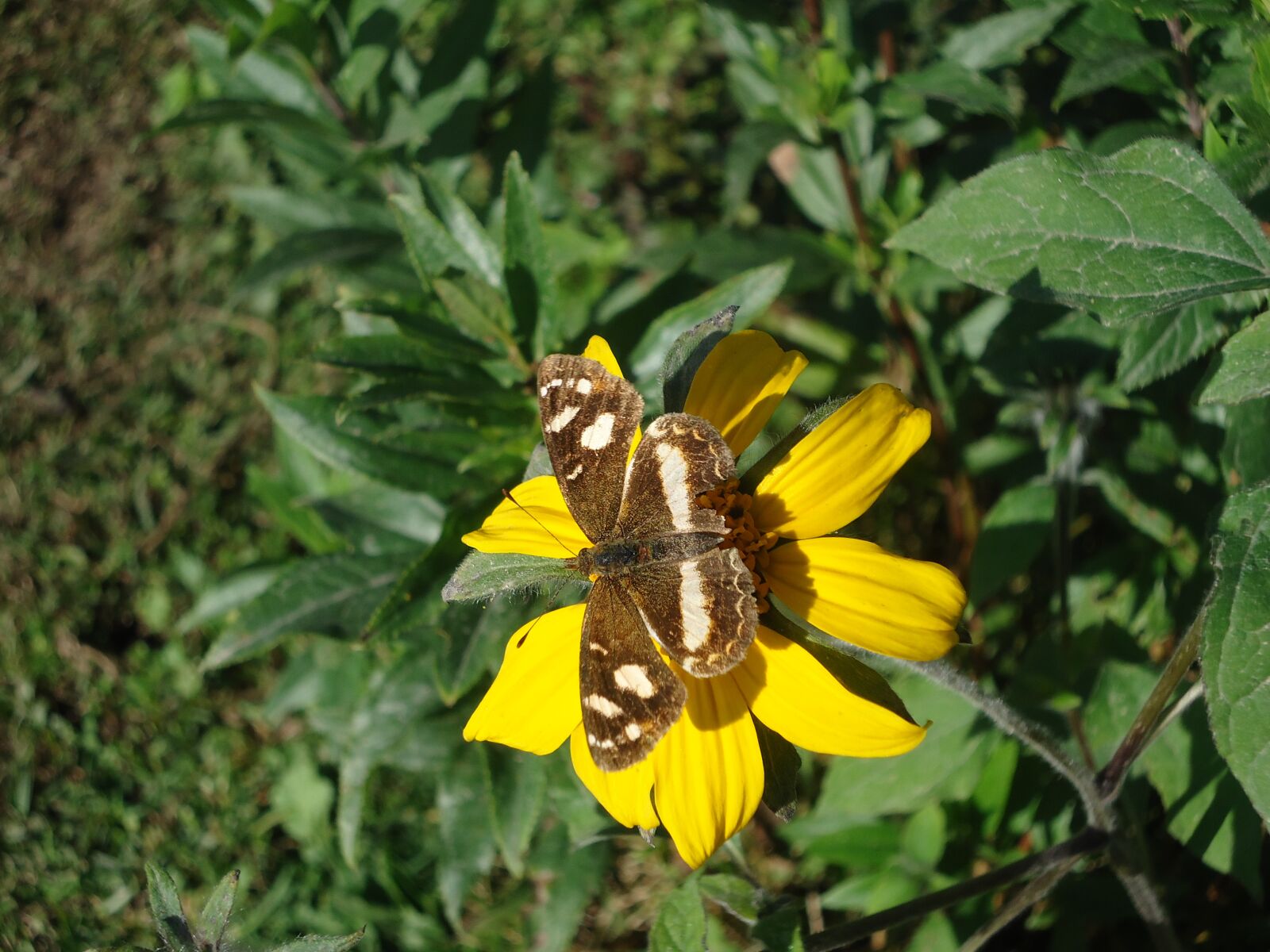 Sony Cyber-shot DSC-W610 sample photo. Butterfly, brown, flower photography