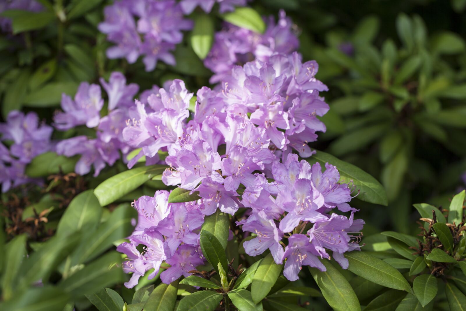 Canon EOS 5D Mark II + Canon EF 100mm F2.8L Macro IS USM sample photo. Rhododendron, guzeripl, the pontic photography