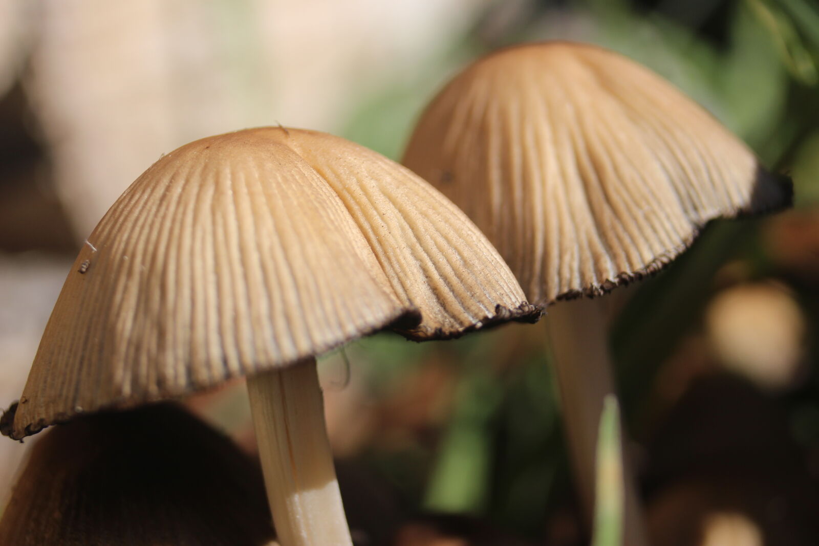 Canon EOS 700D (EOS Rebel T5i / EOS Kiss X7i) sample photo. Mushrooms photography