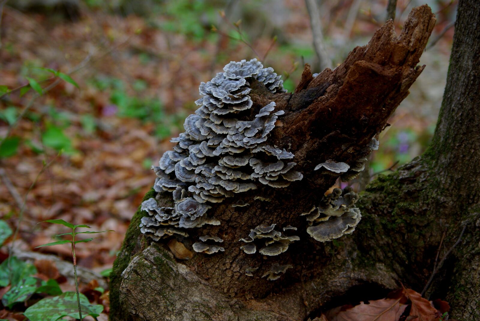 Samsung GX-10 sample photo. Nature, wood, fungi photography
