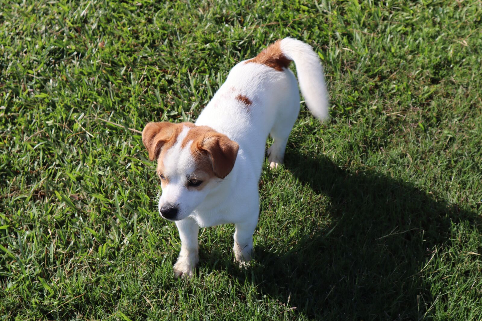 Canon EF-M 15-45mm F3.5-6.3 IS STM sample photo. White dog, lovely dog photography