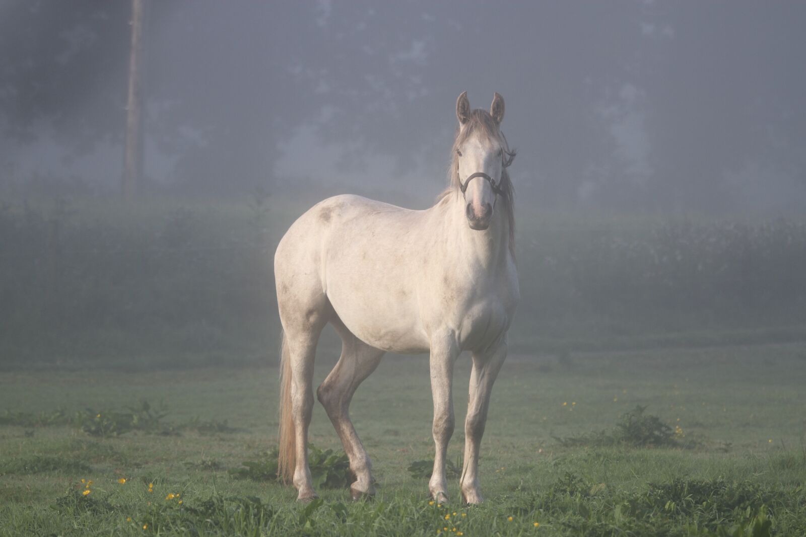Canon EOS 7D sample photo. Horse, ireland, fog photography