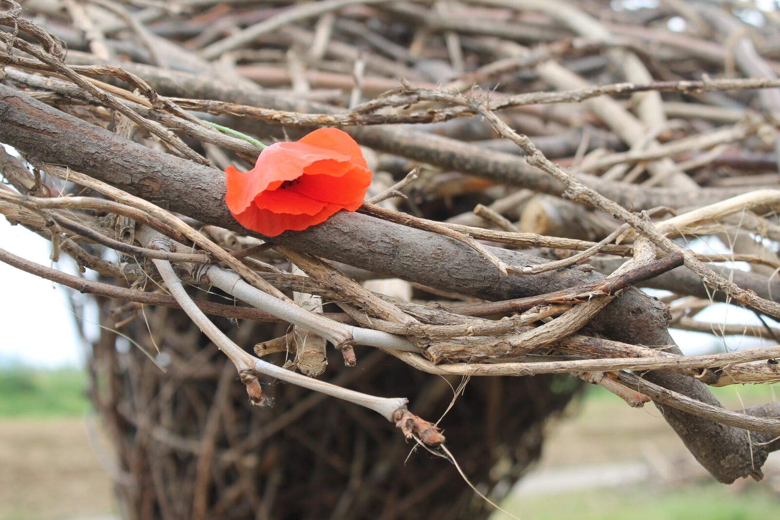 Canon EOS 1100D (EOS Rebel T3 / EOS Kiss X50) sample photo. Poppy, branches, flower photography