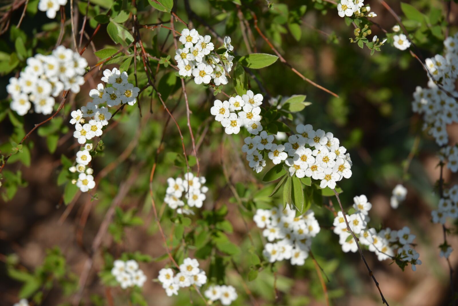 Nikon D5200 sample photo. Blossom, bloom, white photography