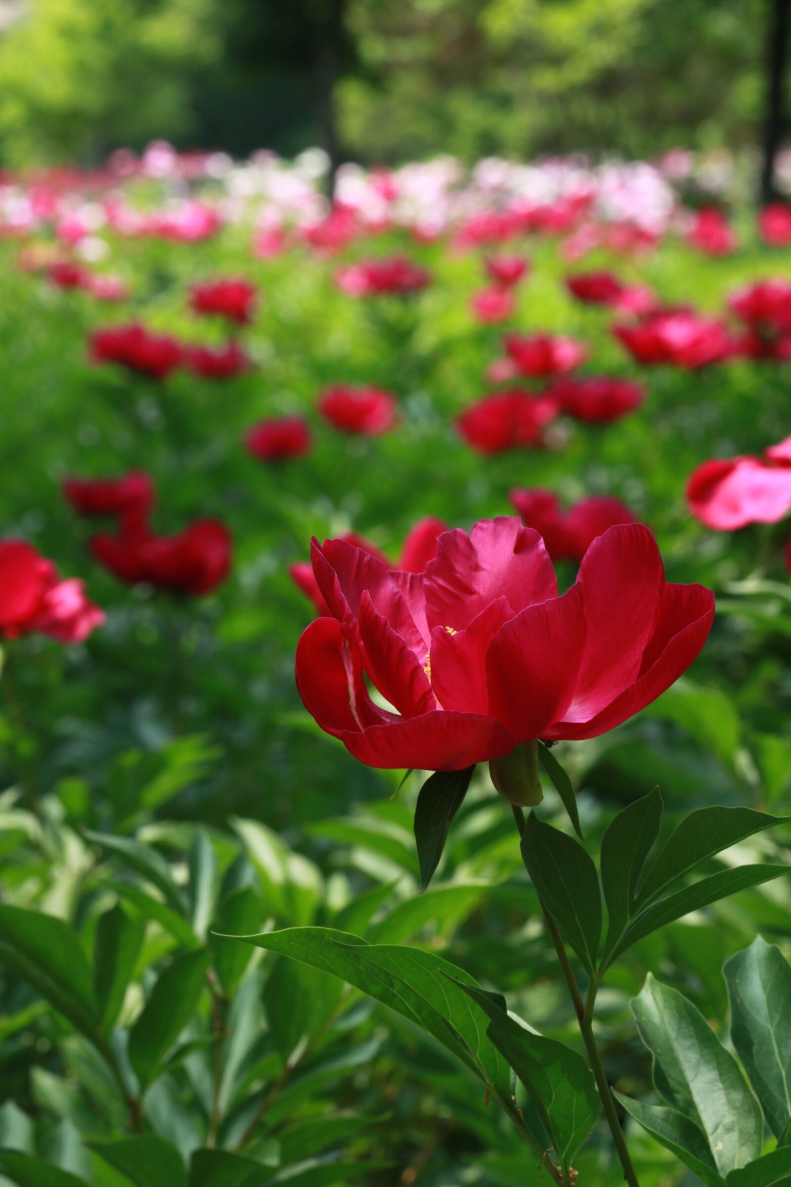 Canon EOS 500D (EOS Rebel T1i / EOS Kiss X3) sample photo. Noel online gift shop photography