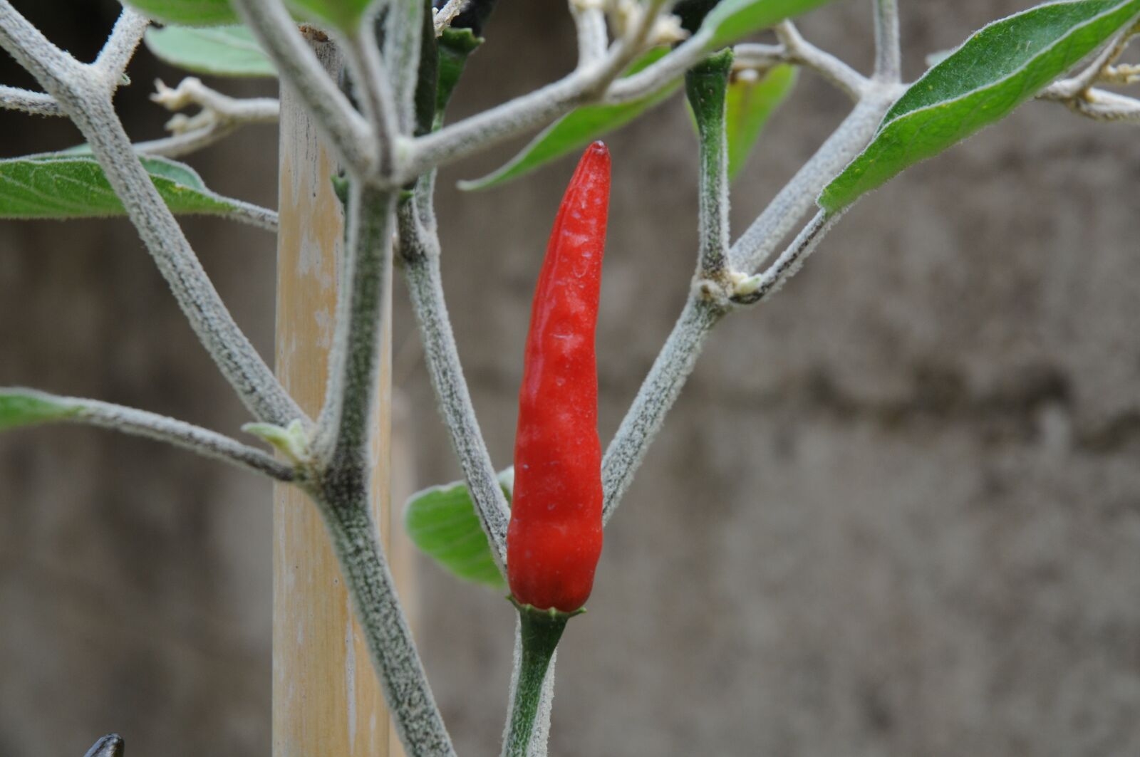 Nikon D300 sample photo. Chilli peppers, marco, acrata photography