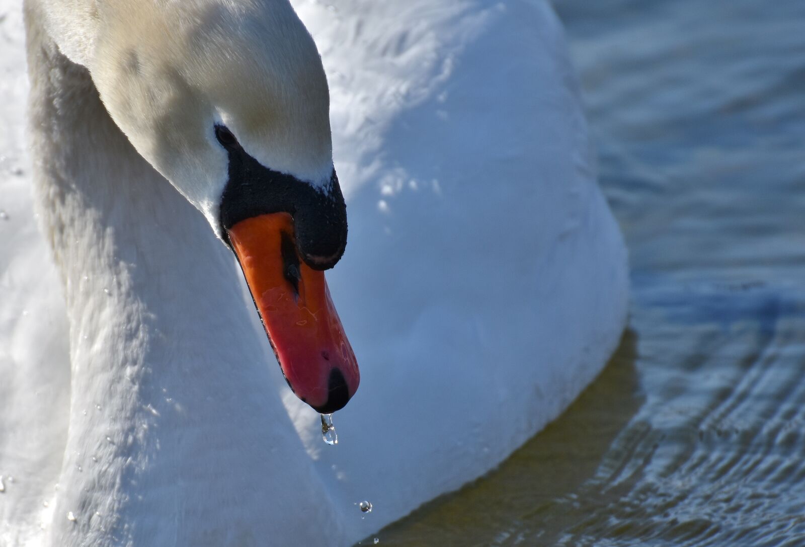 Nikon D7200 sample photo. Swan, elegant, noble photography