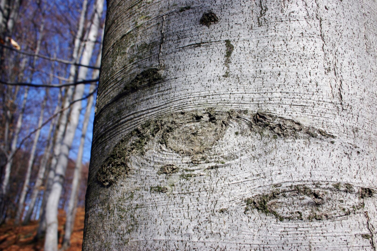 Canon EOS 300D (EOS Digital Rebel / EOS Kiss Digital) sample photo. Eye, wood, tribe photography