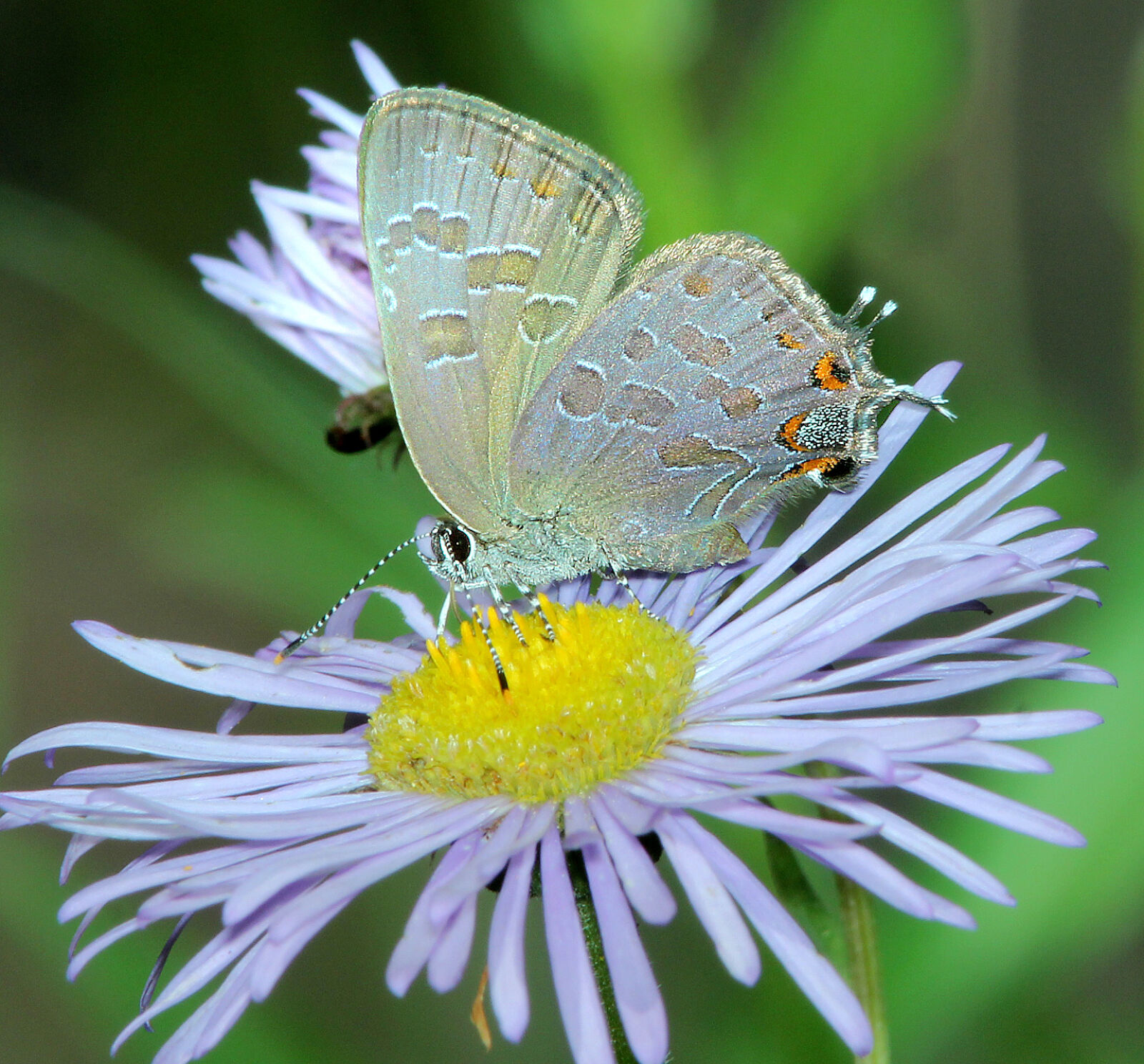 Canon EF 300mm F4L IS USM sample photo