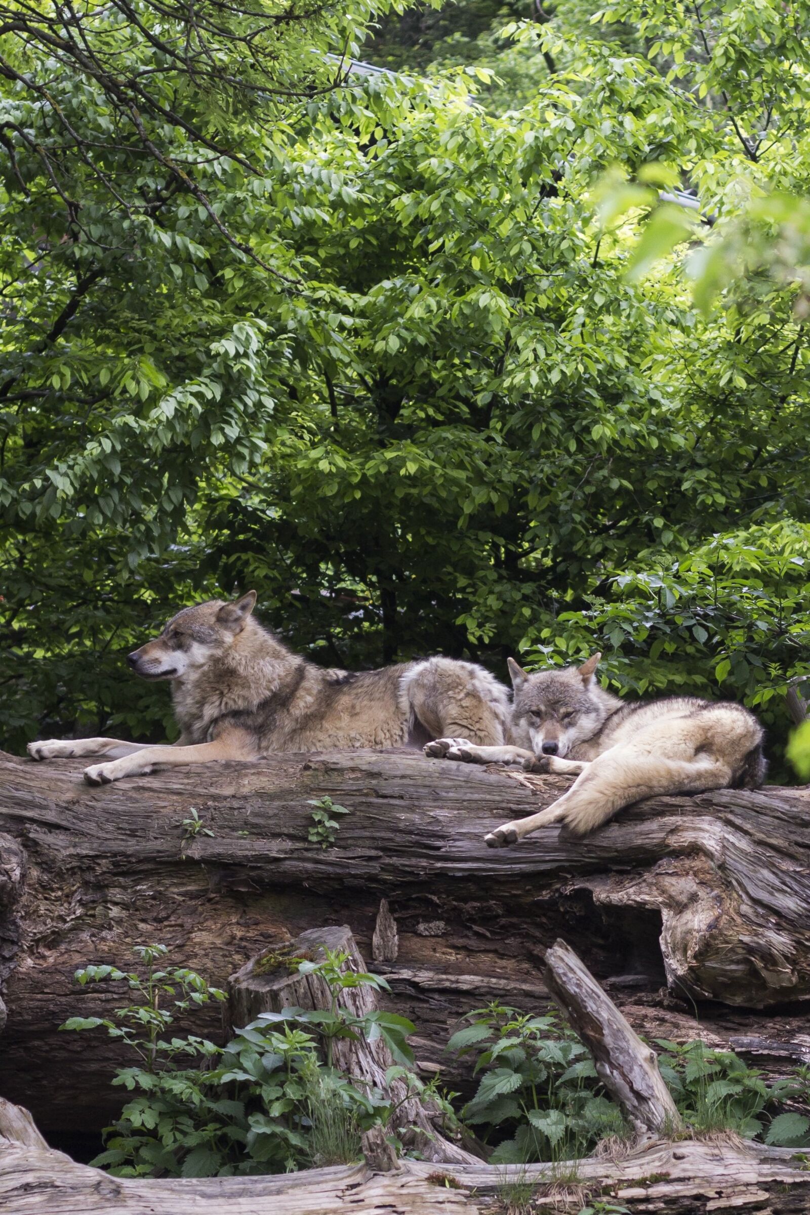 Canon EOS 60D + Canon EF 50mm F1.8 II sample photo. Wolves, wolf, european wolf photography