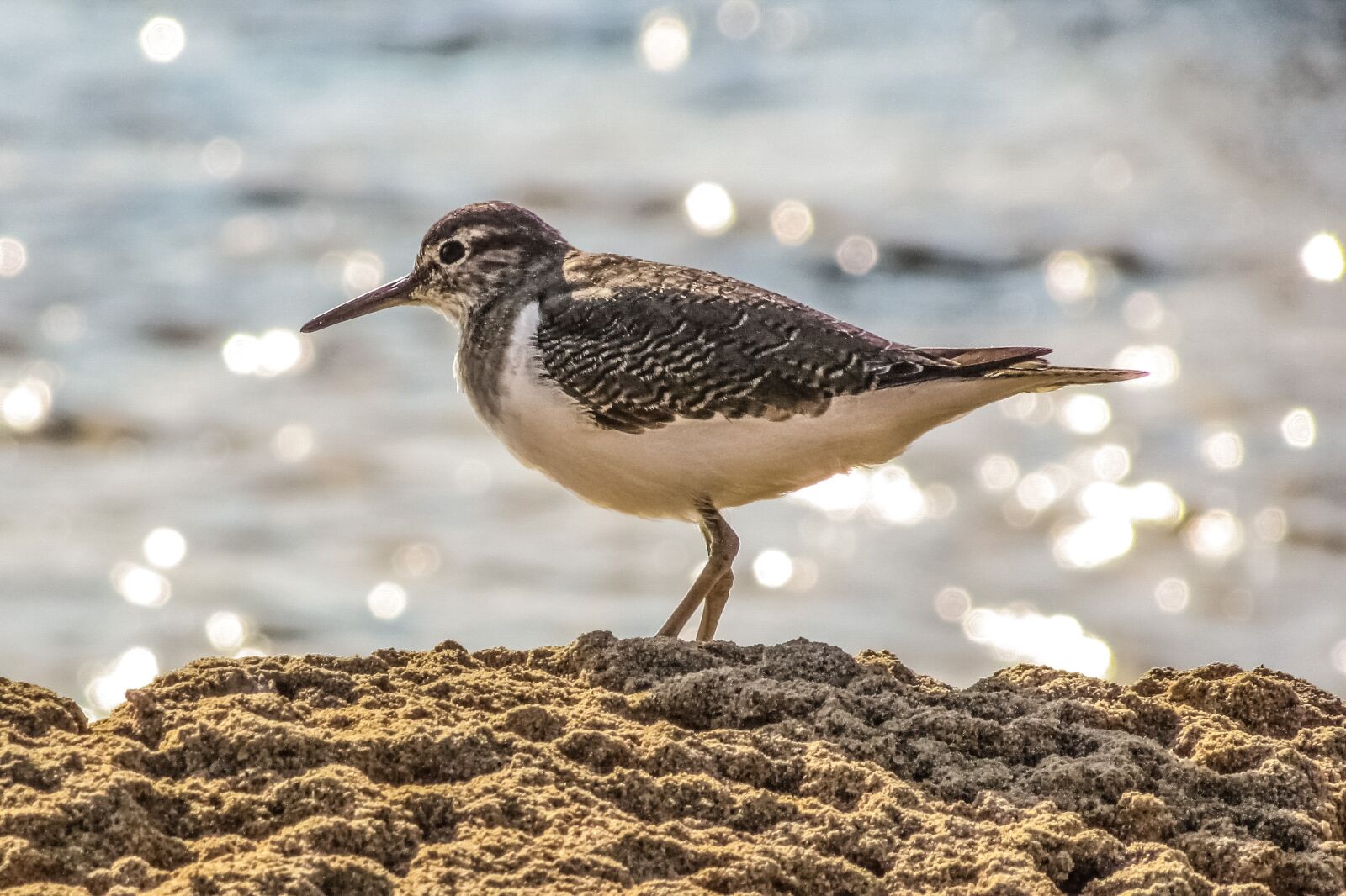 Canon PowerShot SX400 IS sample photo. Stint, grey, seabird photography
