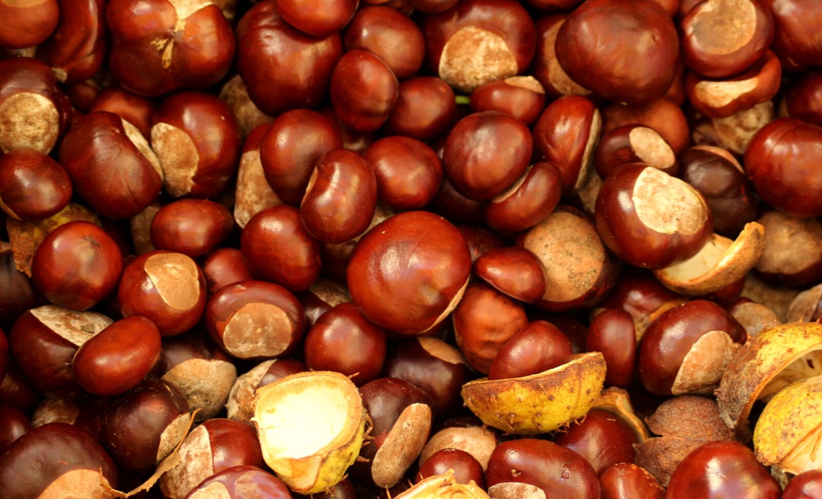 Canon EOS 1200D (EOS Rebel T5 / EOS Kiss X70 / EOS Hi) sample photo. Chestnuts, autumn, season photography