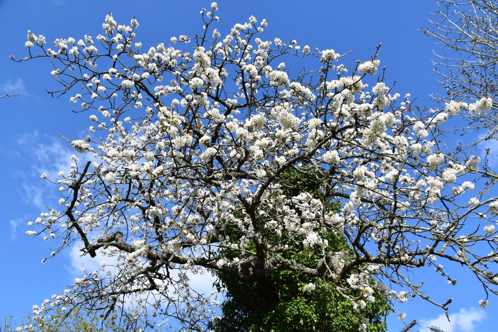 Nikon D5600 sample photo. Flowers, cherry blossoms, shrub photography