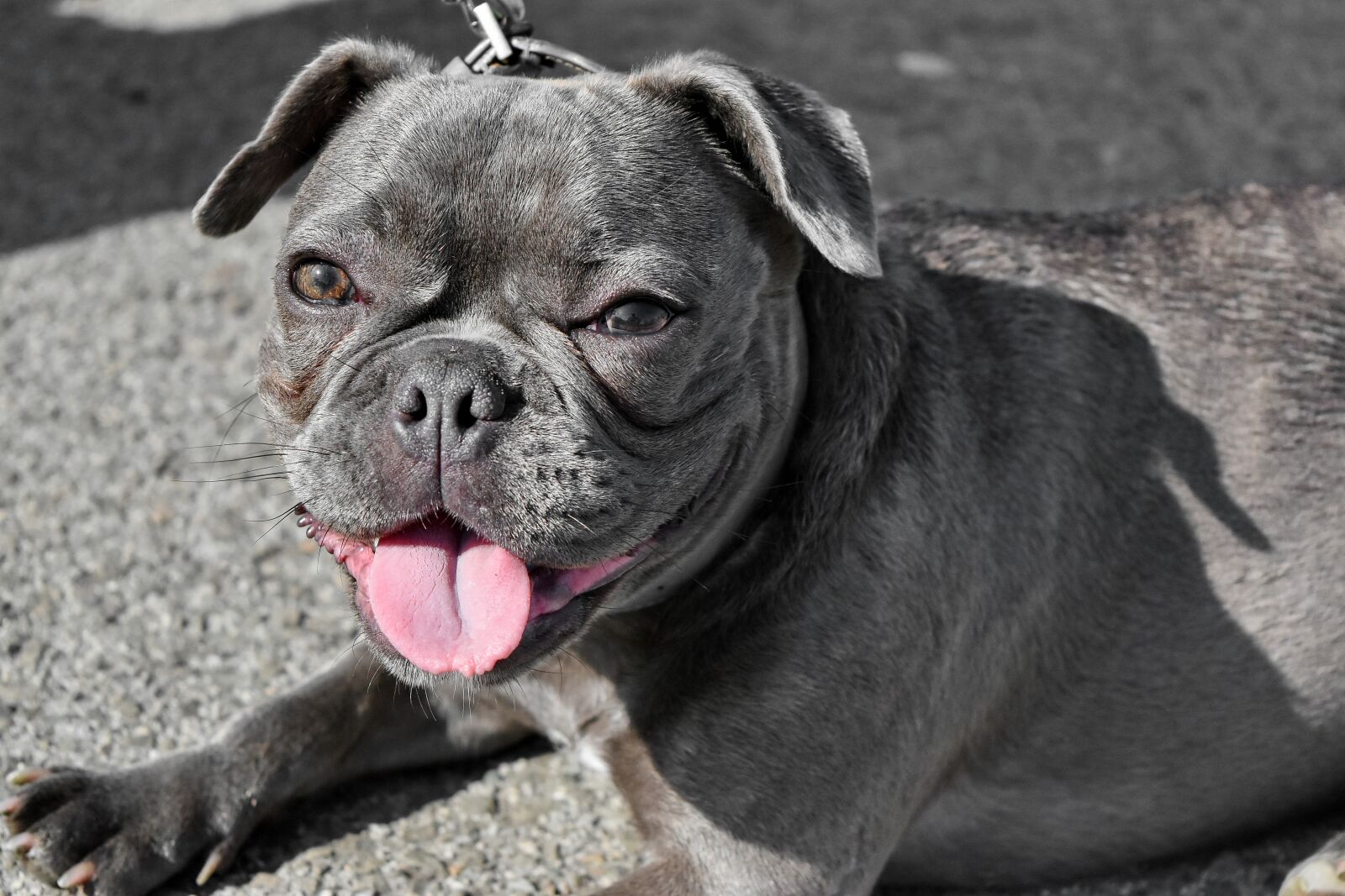 Nikon D5500 sample photo. Head, portrait, purebred, animal photography
