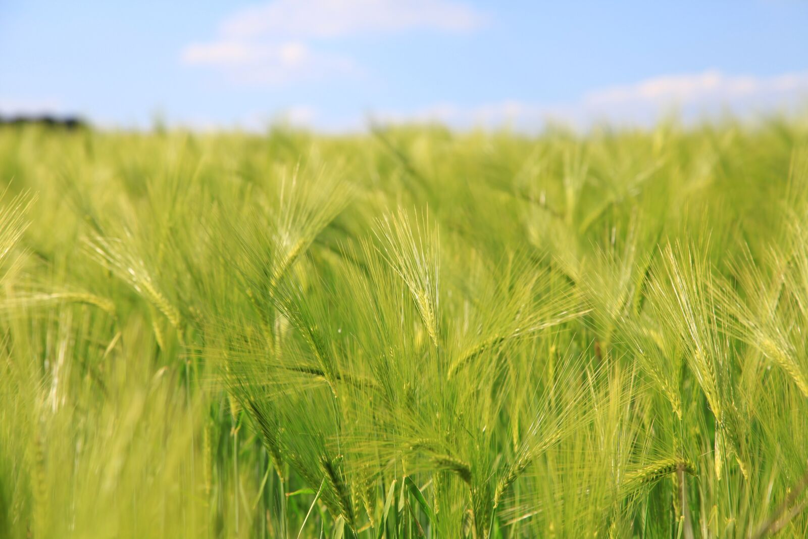 Canon EOS 5D Mark II sample photo. Barley, cereals, fields photography