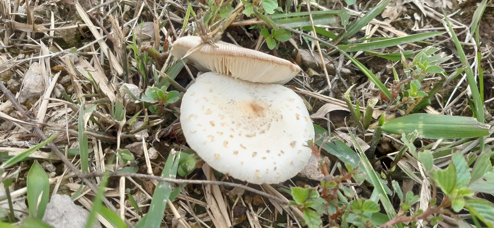 Samsung Galaxy A30 sample photo. Fungus white, small mushroom photography
