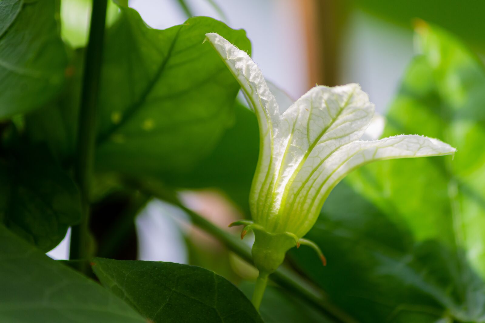 Canon EF-S 55-250mm F4-5.6 IS sample photo. Macro, sunlight, flower garden photography
