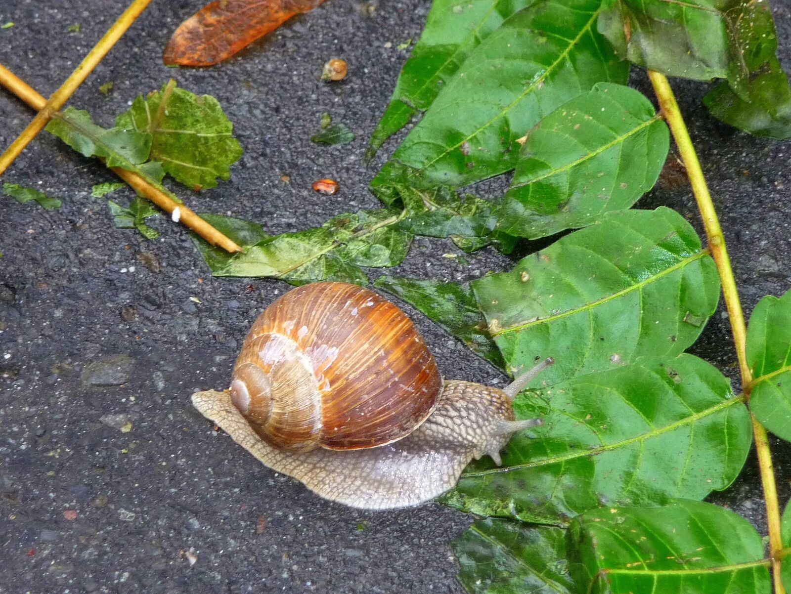 Panasonic Lumix DMC-TZ4 sample photo. Snail, nature, slow photography