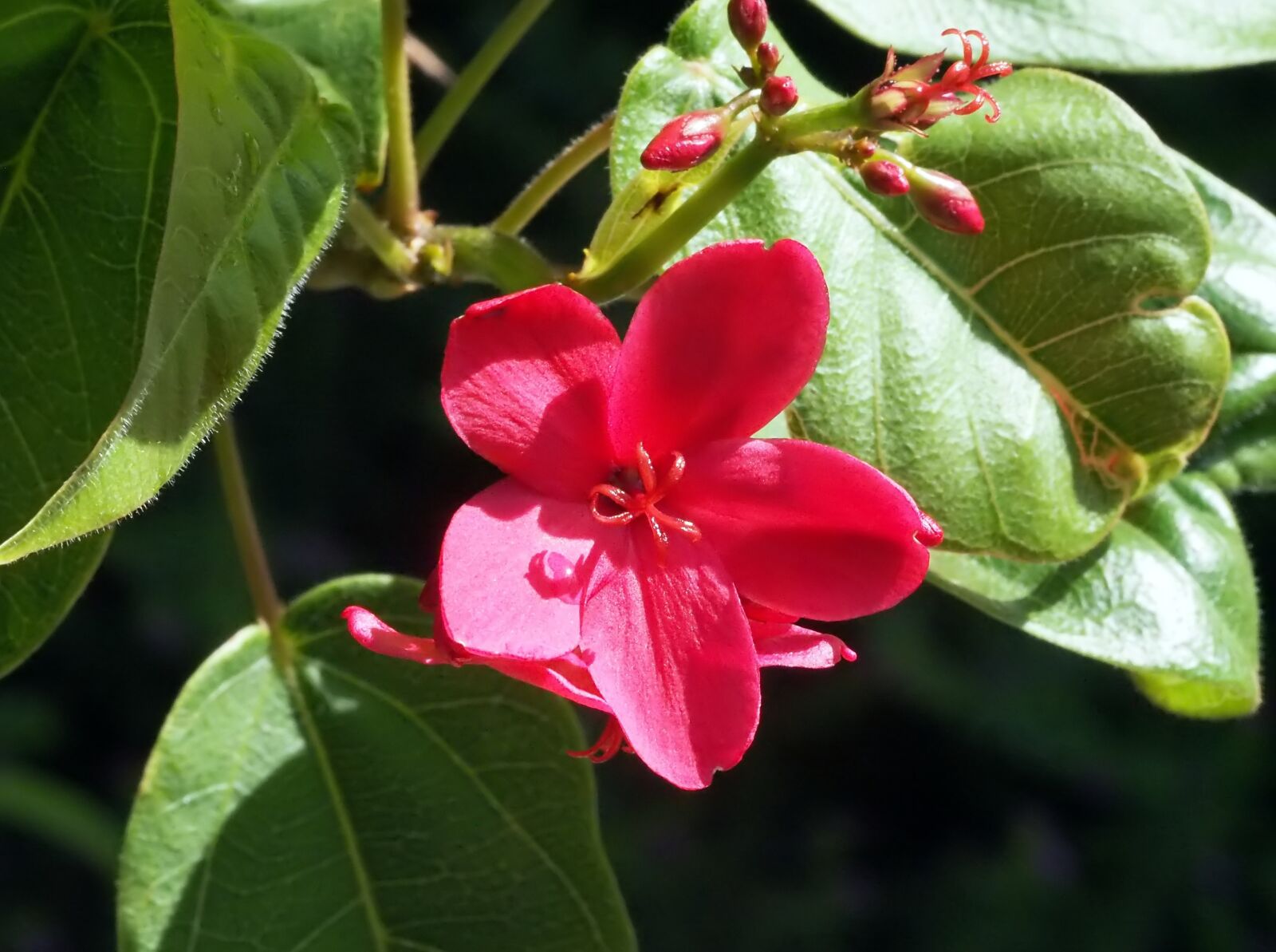 Olympus OM-D E-M1 sample photo. Flower, bloom, small photography