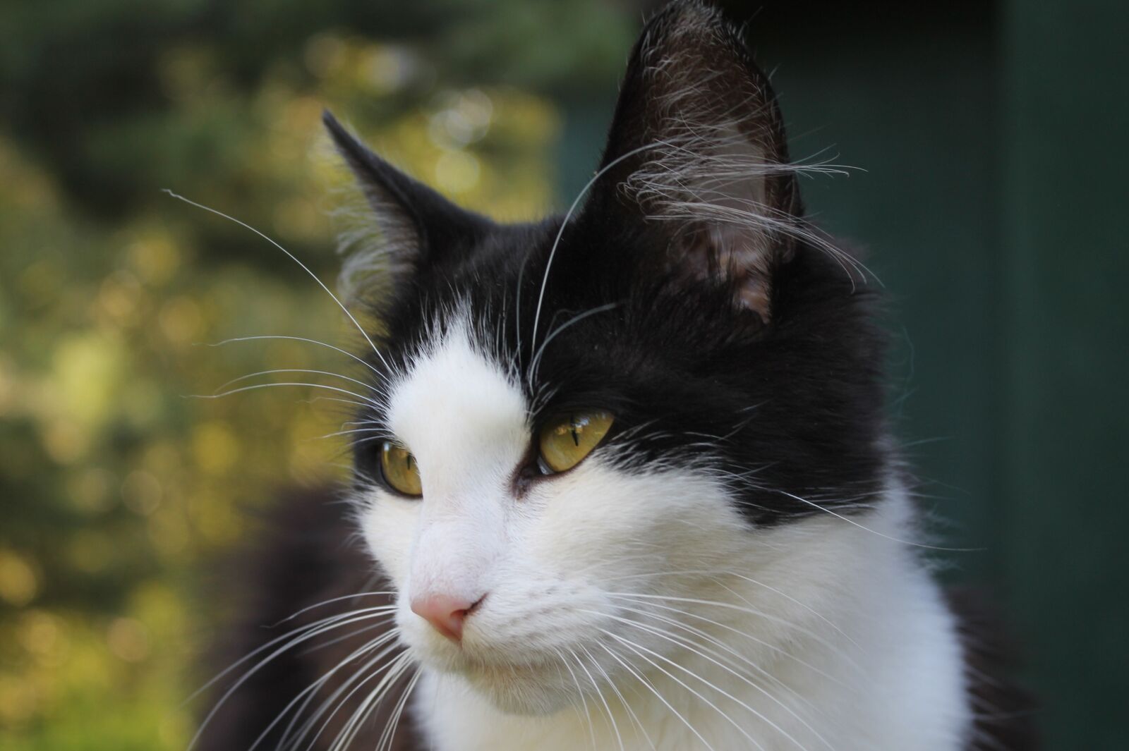Canon EOS 1100D (EOS Rebel T3 / EOS Kiss X50) sample photo. Cat, eyes yellow, yellow photography