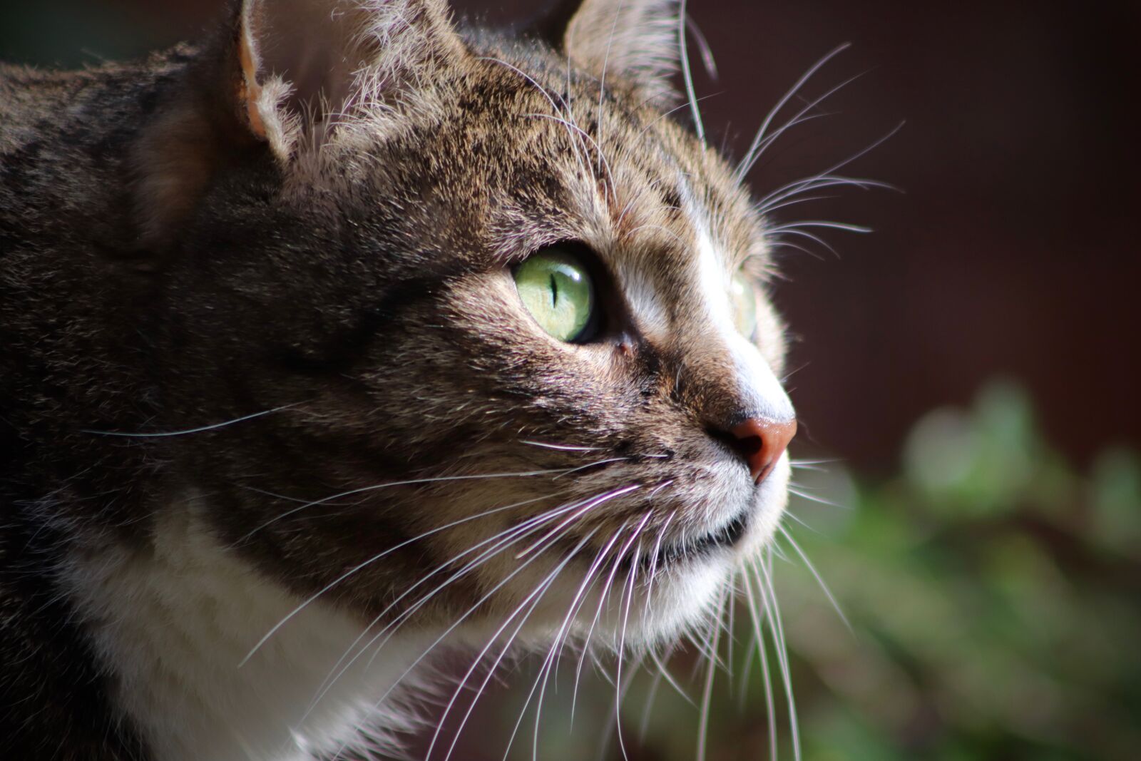 Canon EOS 800D (EOS Rebel T7i / EOS Kiss X9i) sample photo. Cat, cat's eyes, cat photography
