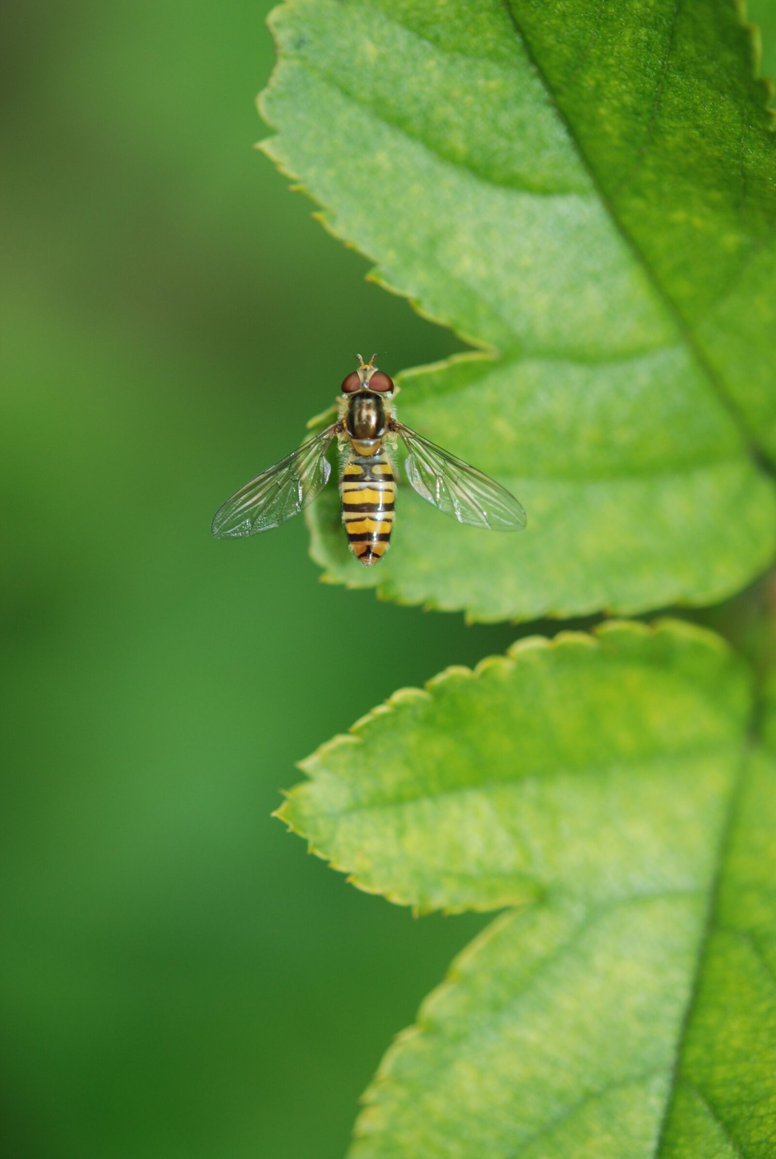 Nikon D80 sample photo. Animal, wasp, leaf photography