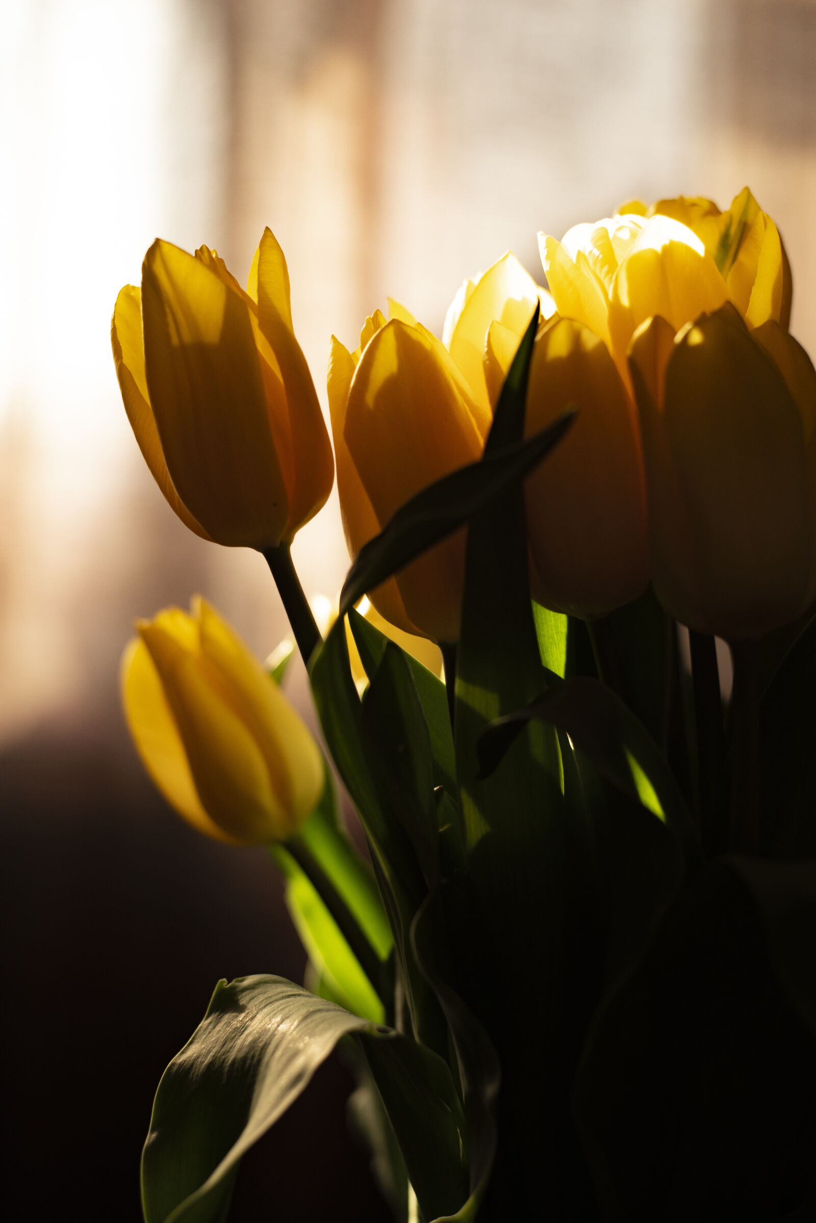 Nikon D750 sample photo. Tulips, yellow tulips, yellow photography