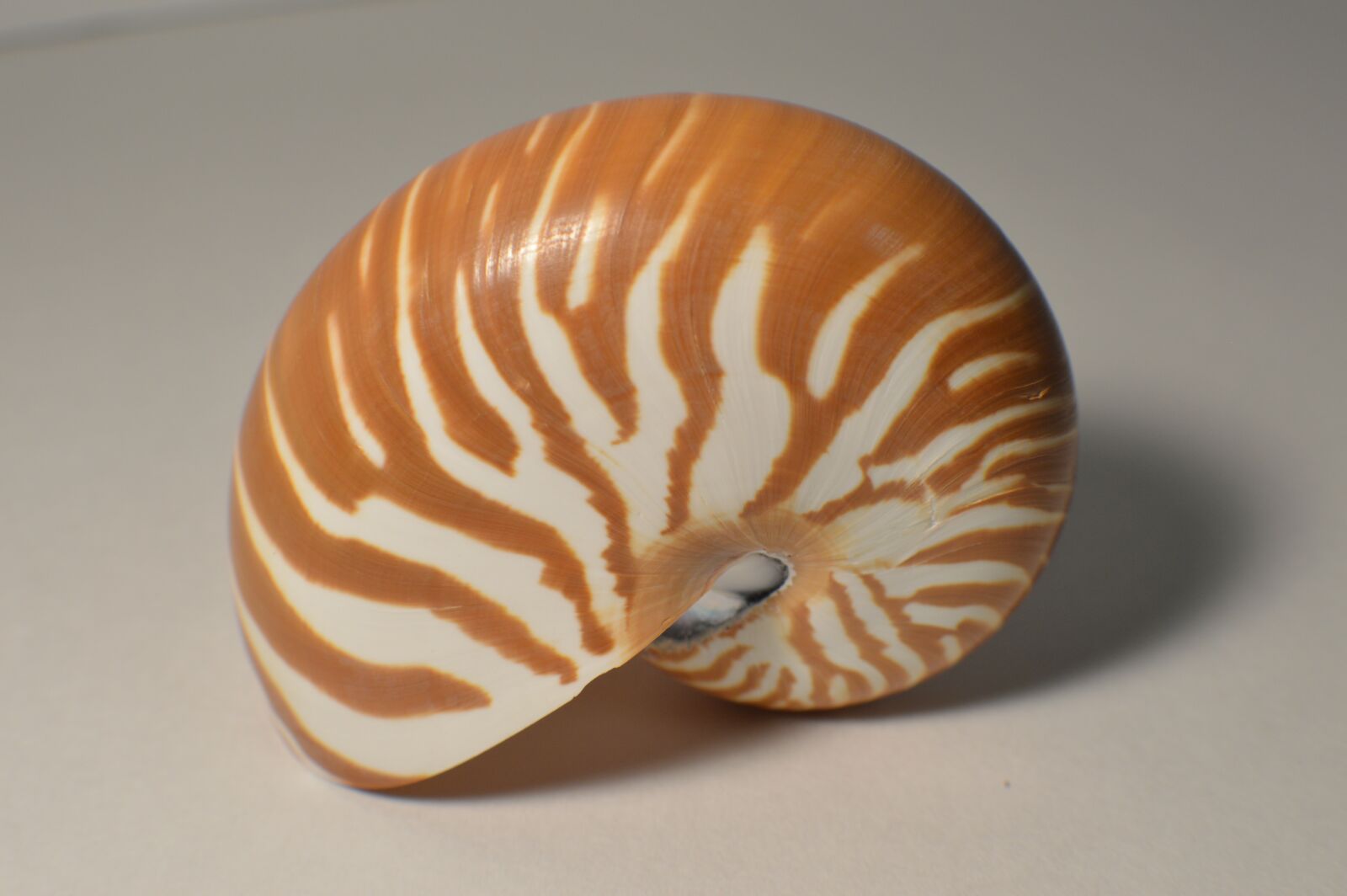 Nikon D3200 sample photo. Shell, curve, nautilus photography