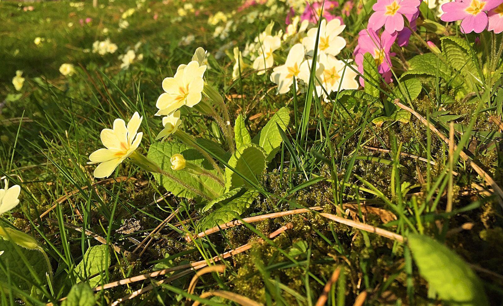 Apple iPhone 6 sample photo. Flower, meadow, nature photography