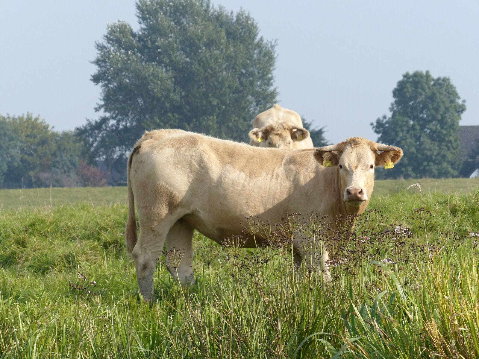 Panasonic Lumix DMC-FZ200 sample photo. Cows, pasture, beef photography