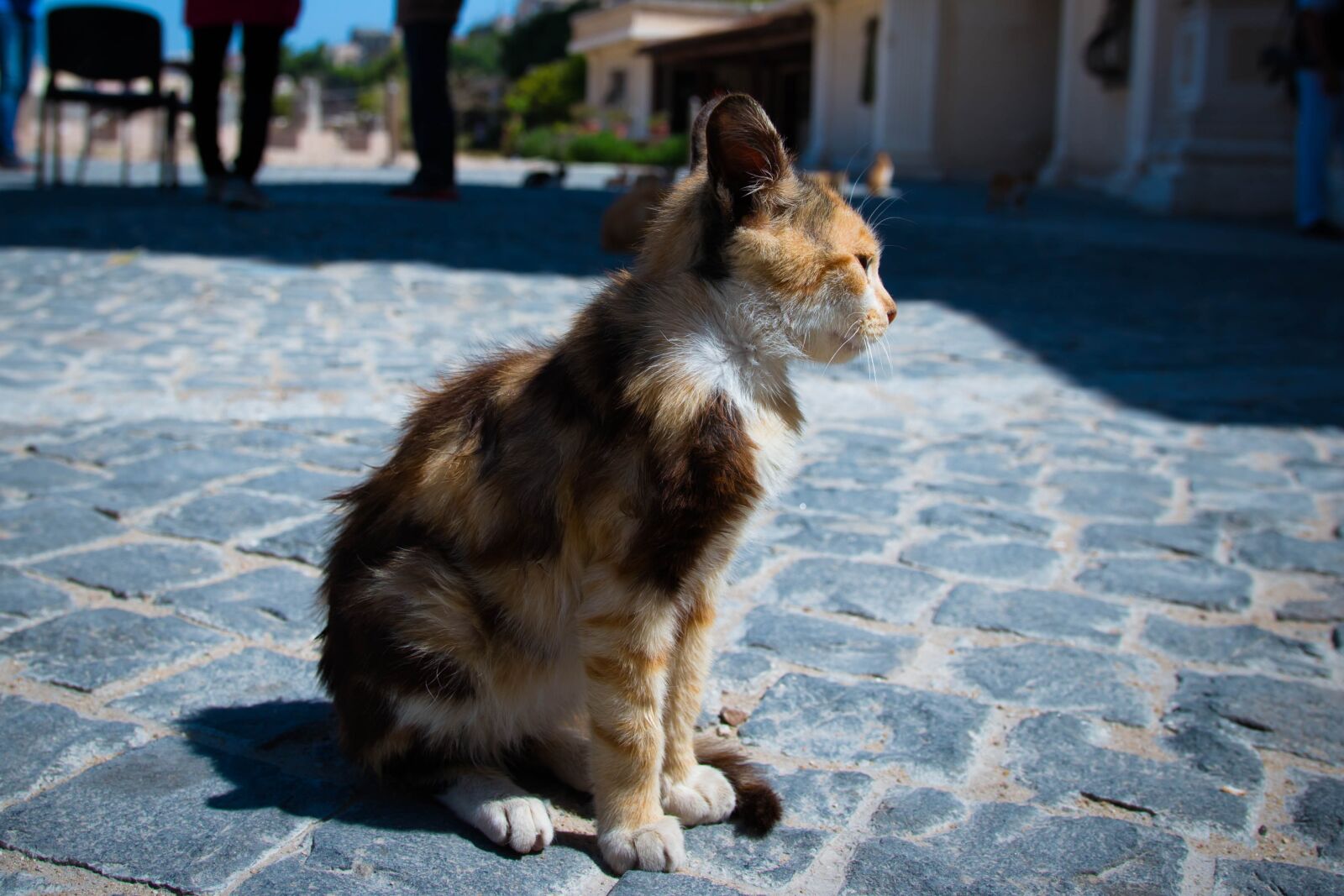 Canon EOS 70D sample photo. Cat, street cat, white photography