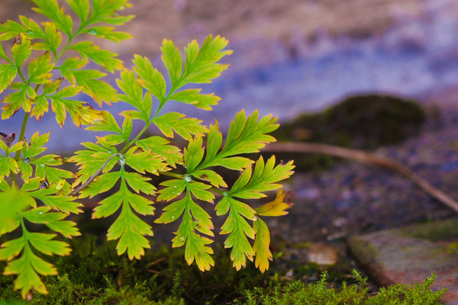 Canon EOS 7D Mark II sample photo. Leaf, autumn leaves, autumn photography
