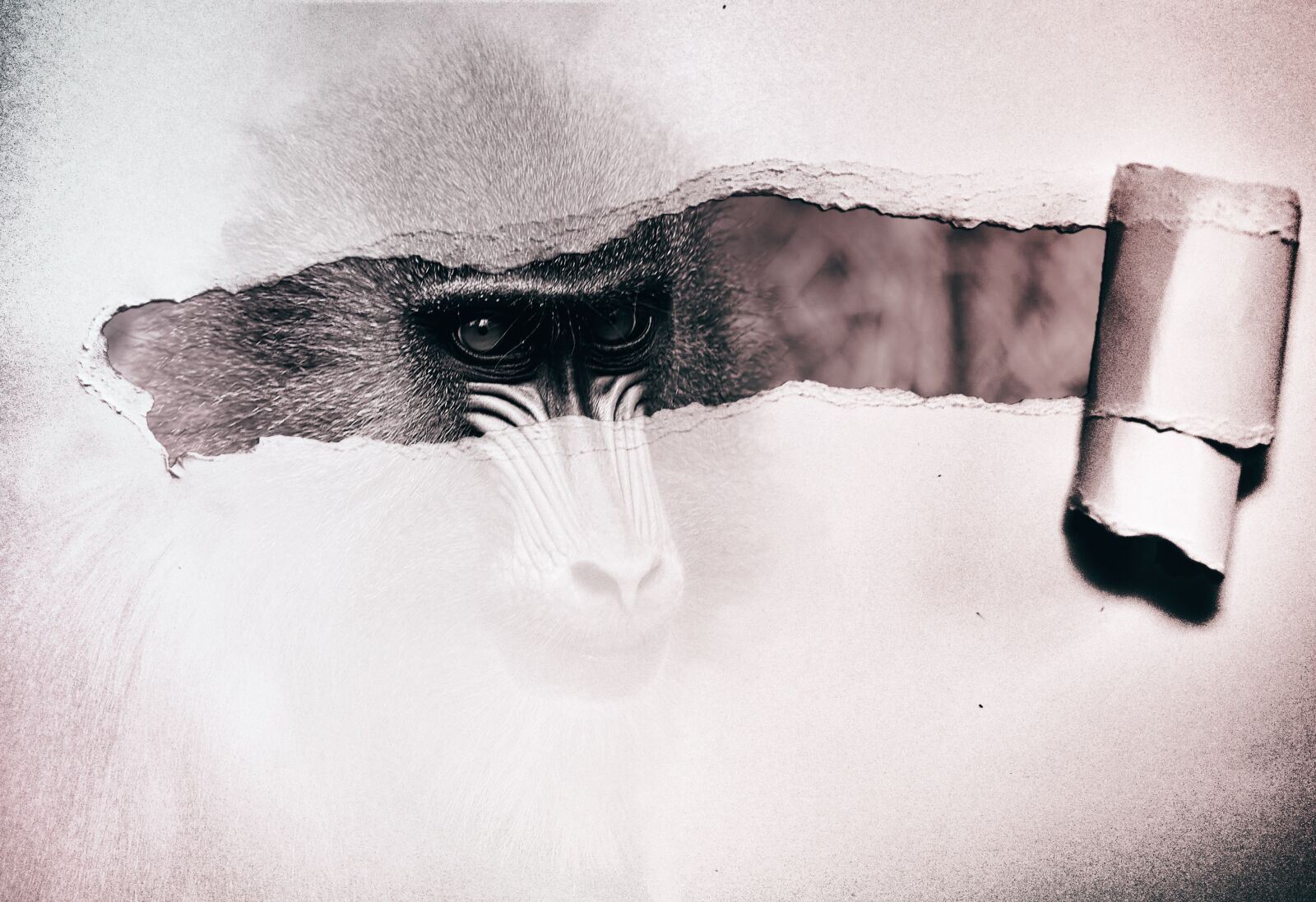 Nikon D5300 sample photo. Monkey, composing, photomontage photography