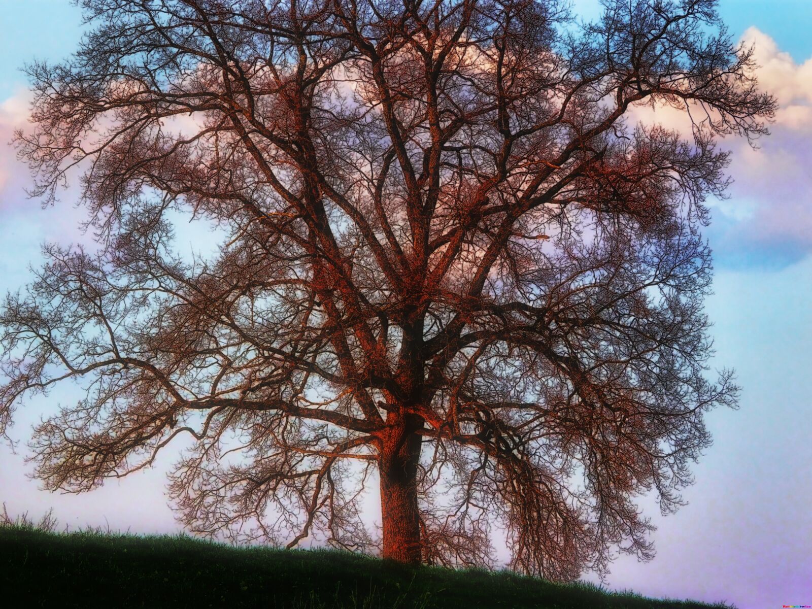 Panasonic DMC-FZ18 sample photo. Tree, old, sunset photography